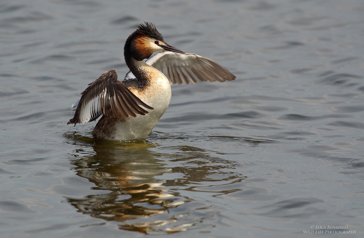 Great Crested Grebe