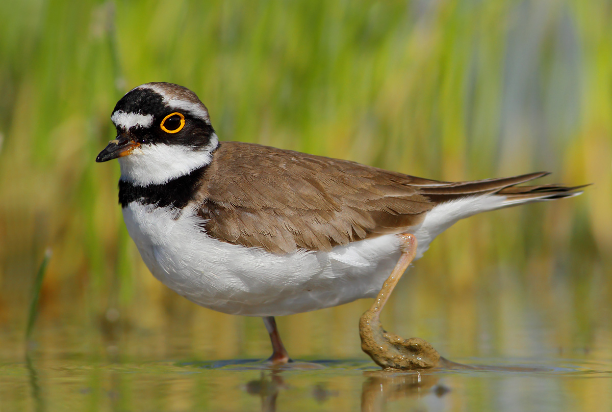 little Ringed Plover