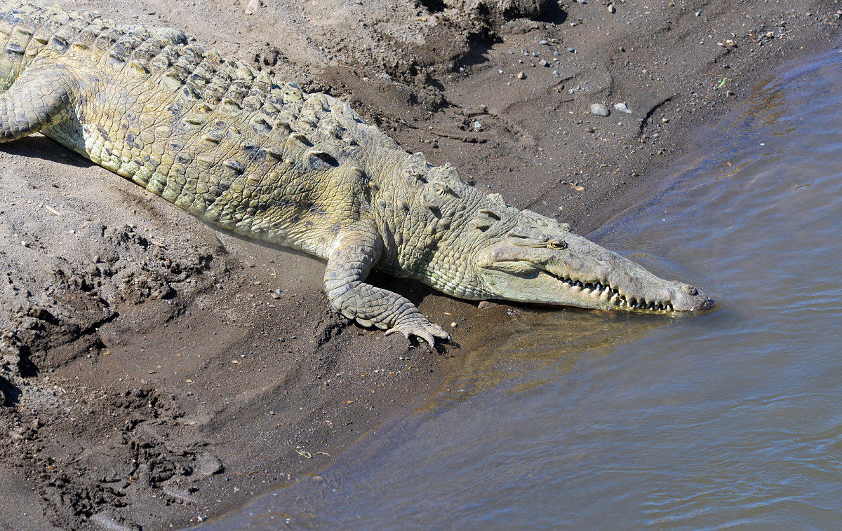 costa rica "caiman"