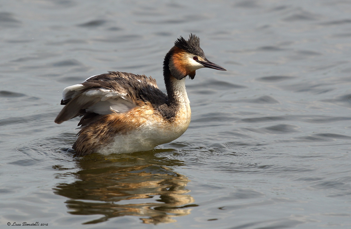 Great Crested Grebe