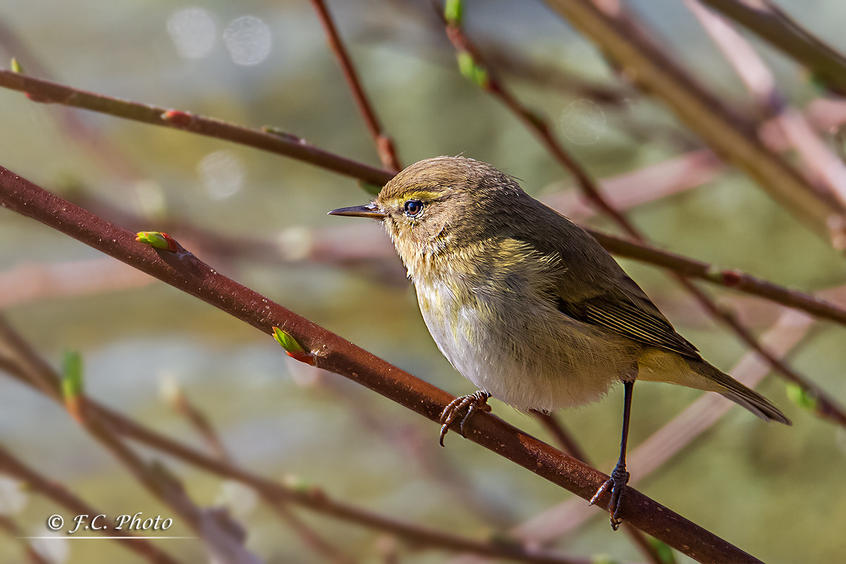 Warbler on the branches