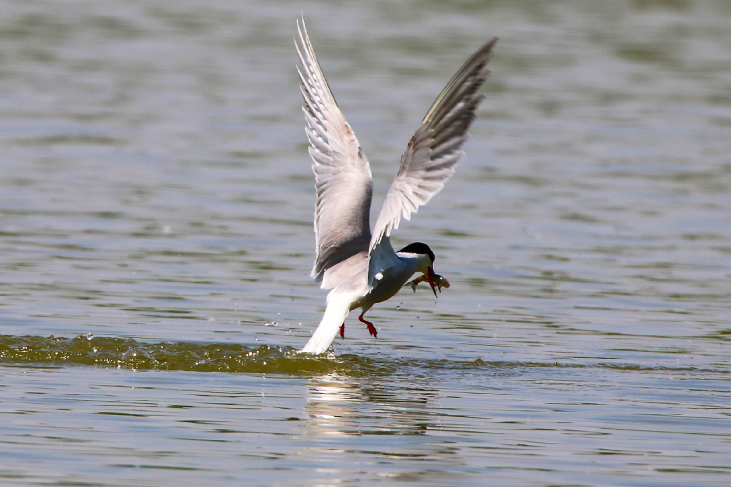 Tern in fishing
