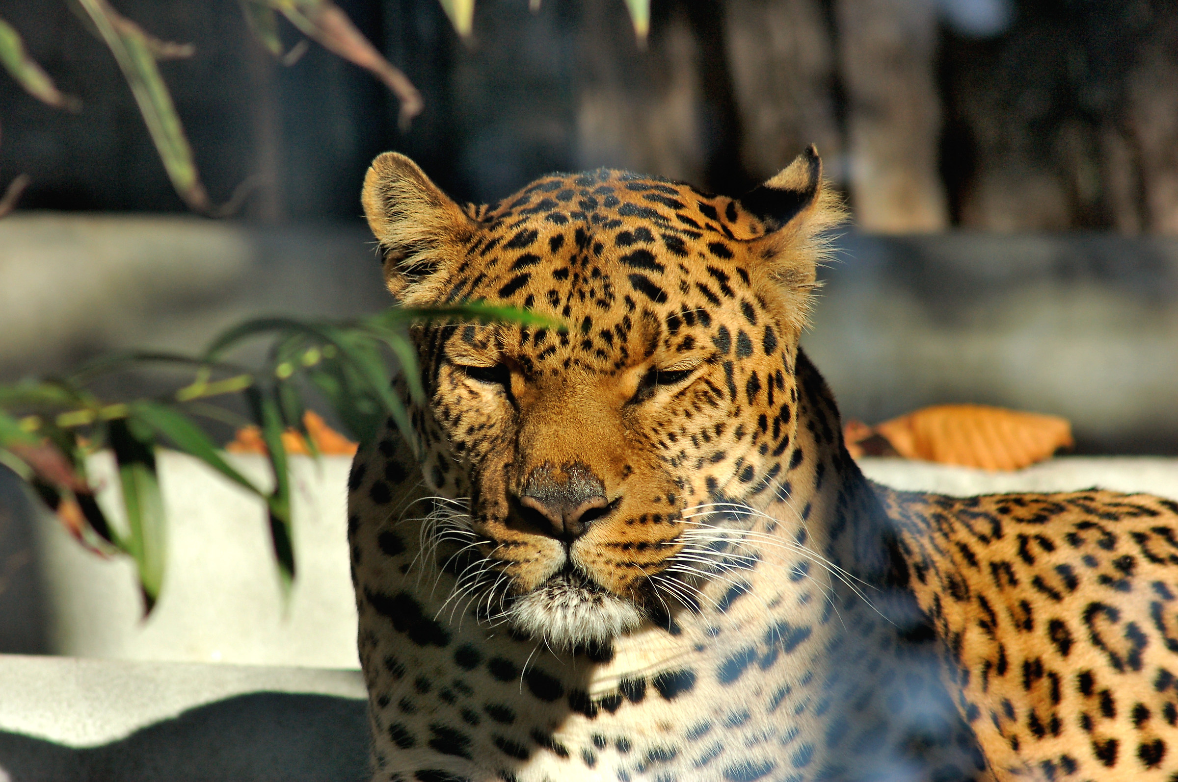 Leopard