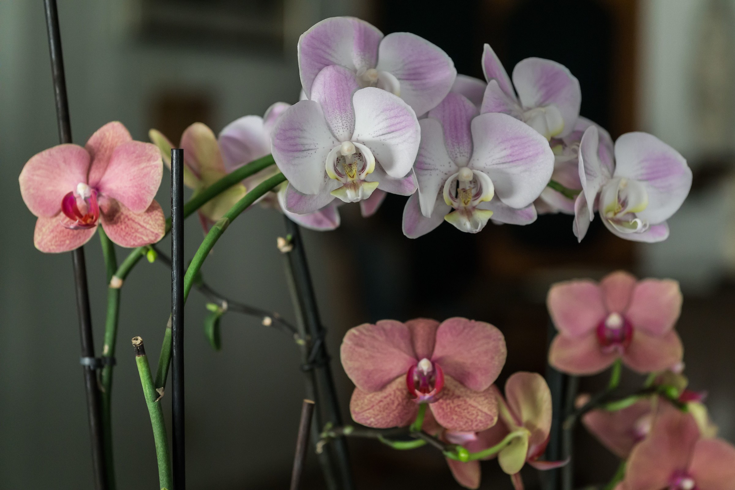 orchids