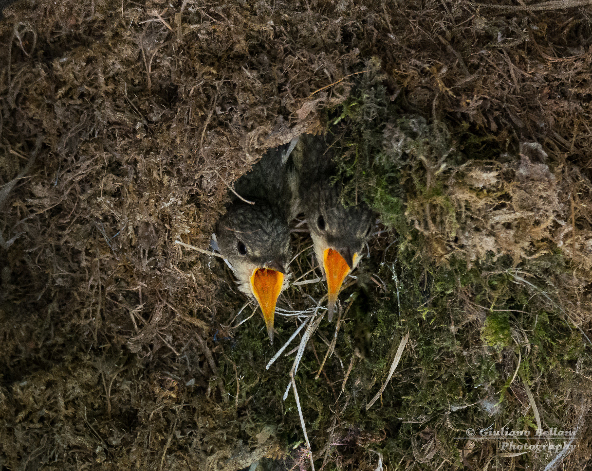 Piccoli di Merlo Acquaiolo