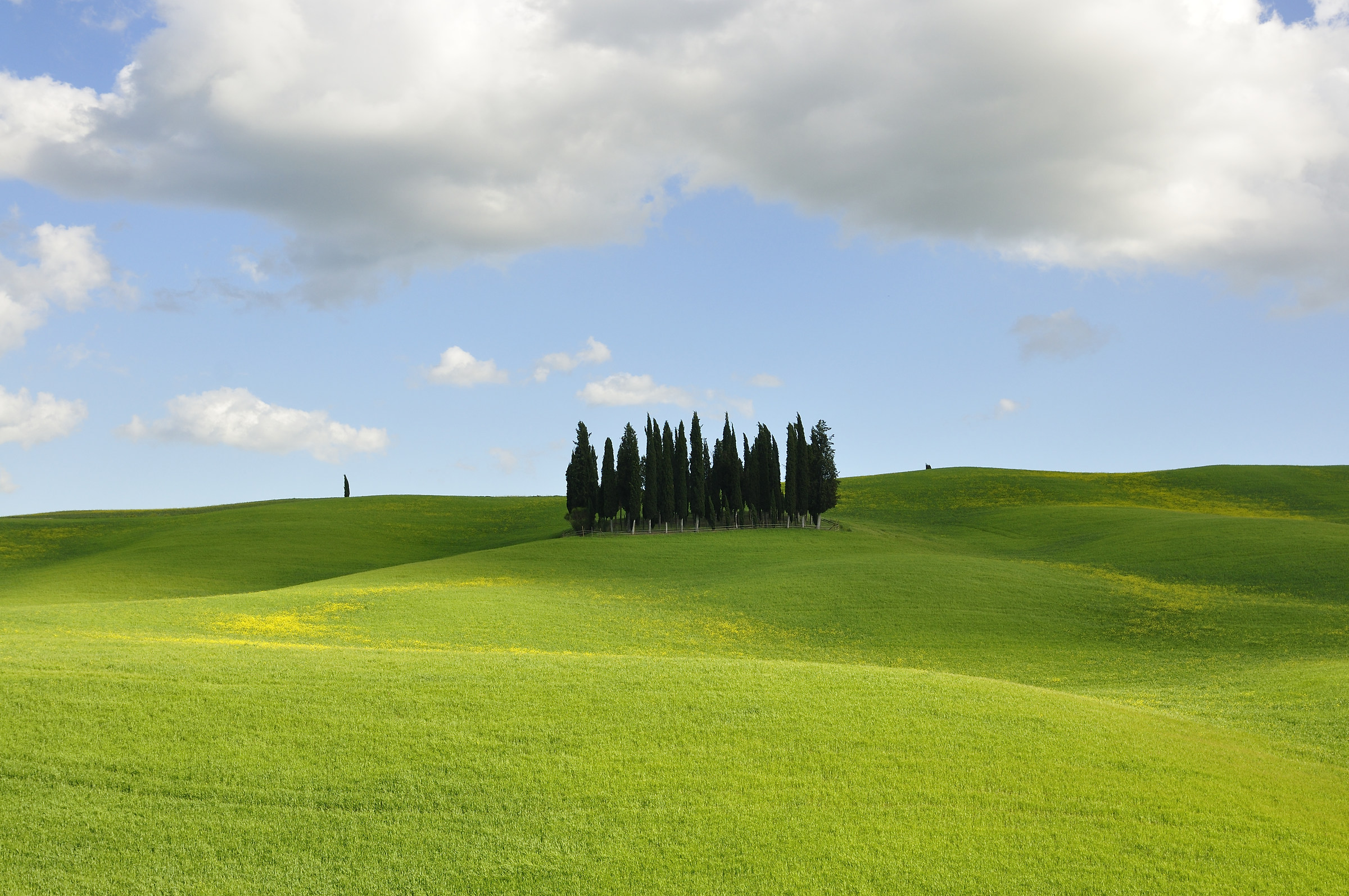The cypress in the hat