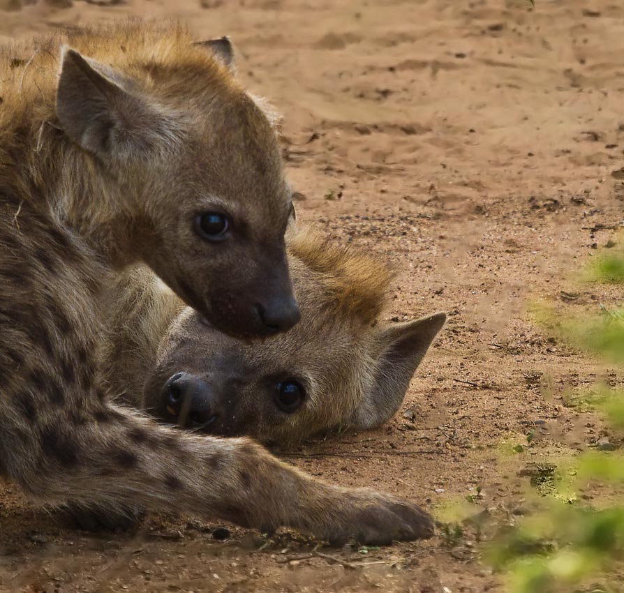 Hyena young