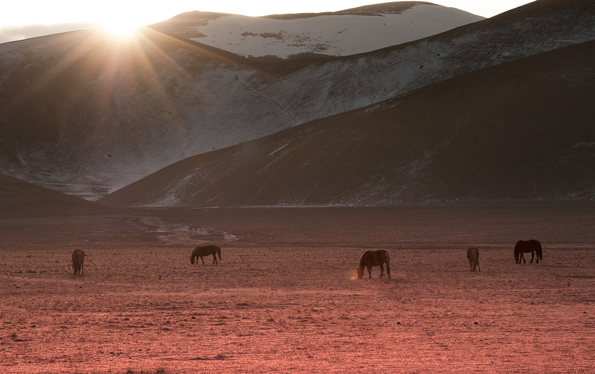 The horses of the plain