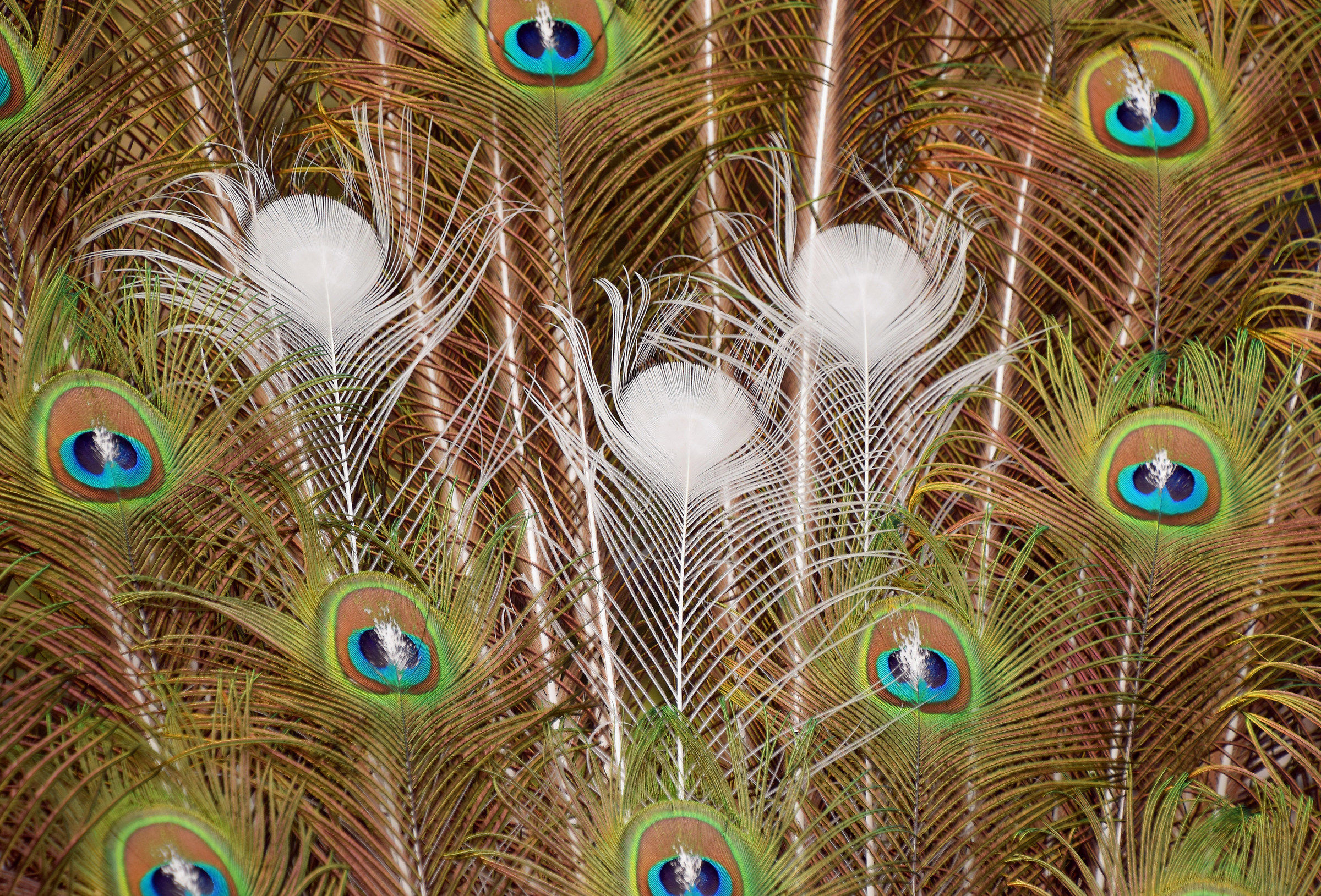 Tre Piume bianche .....