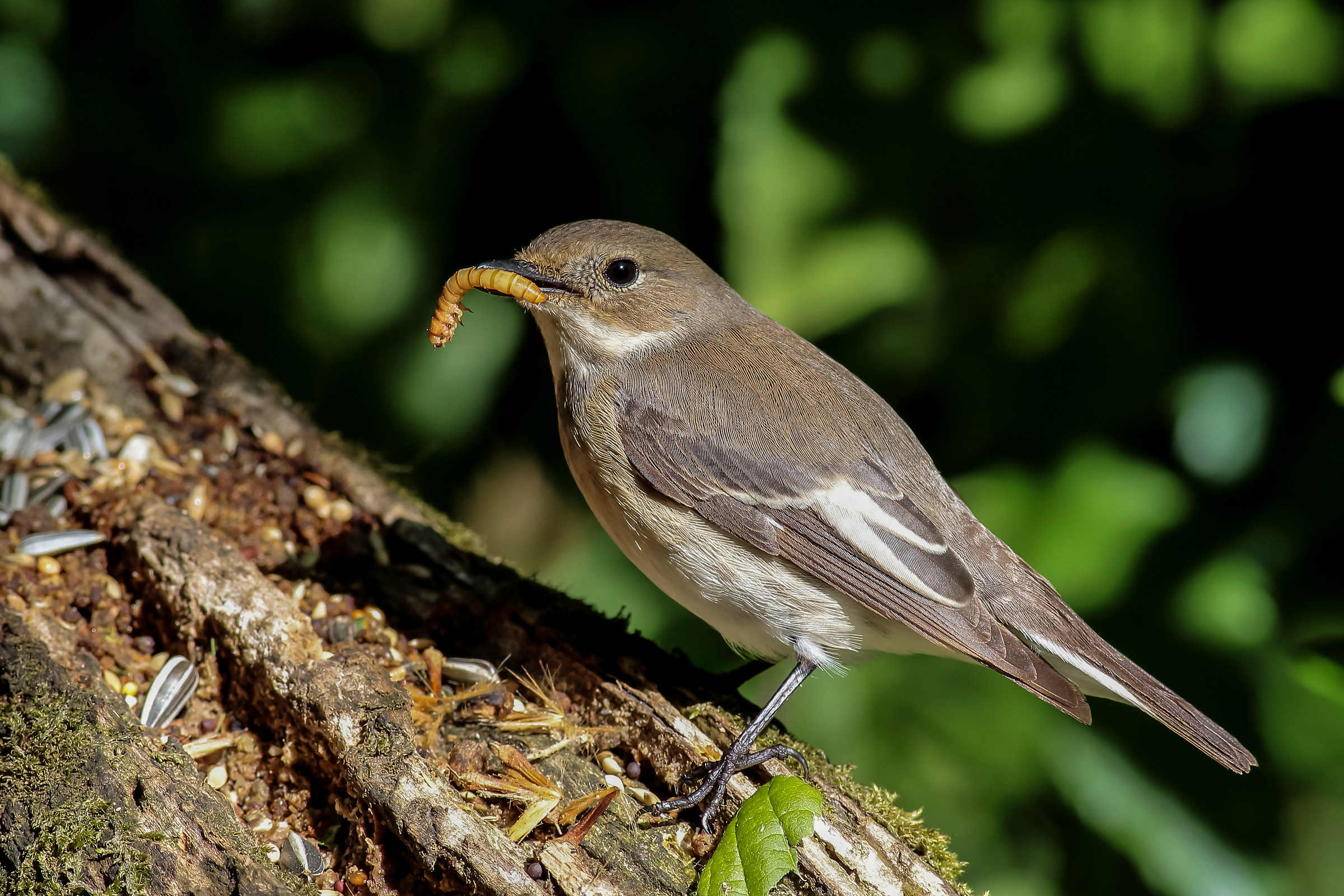 balia nera con preda