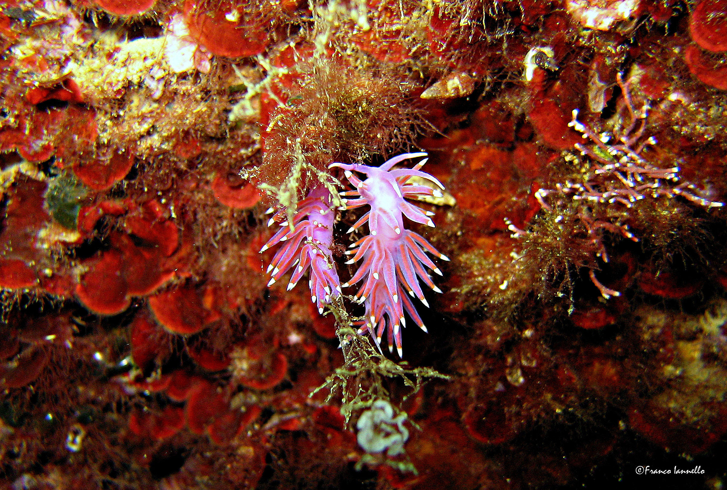 Flabellina