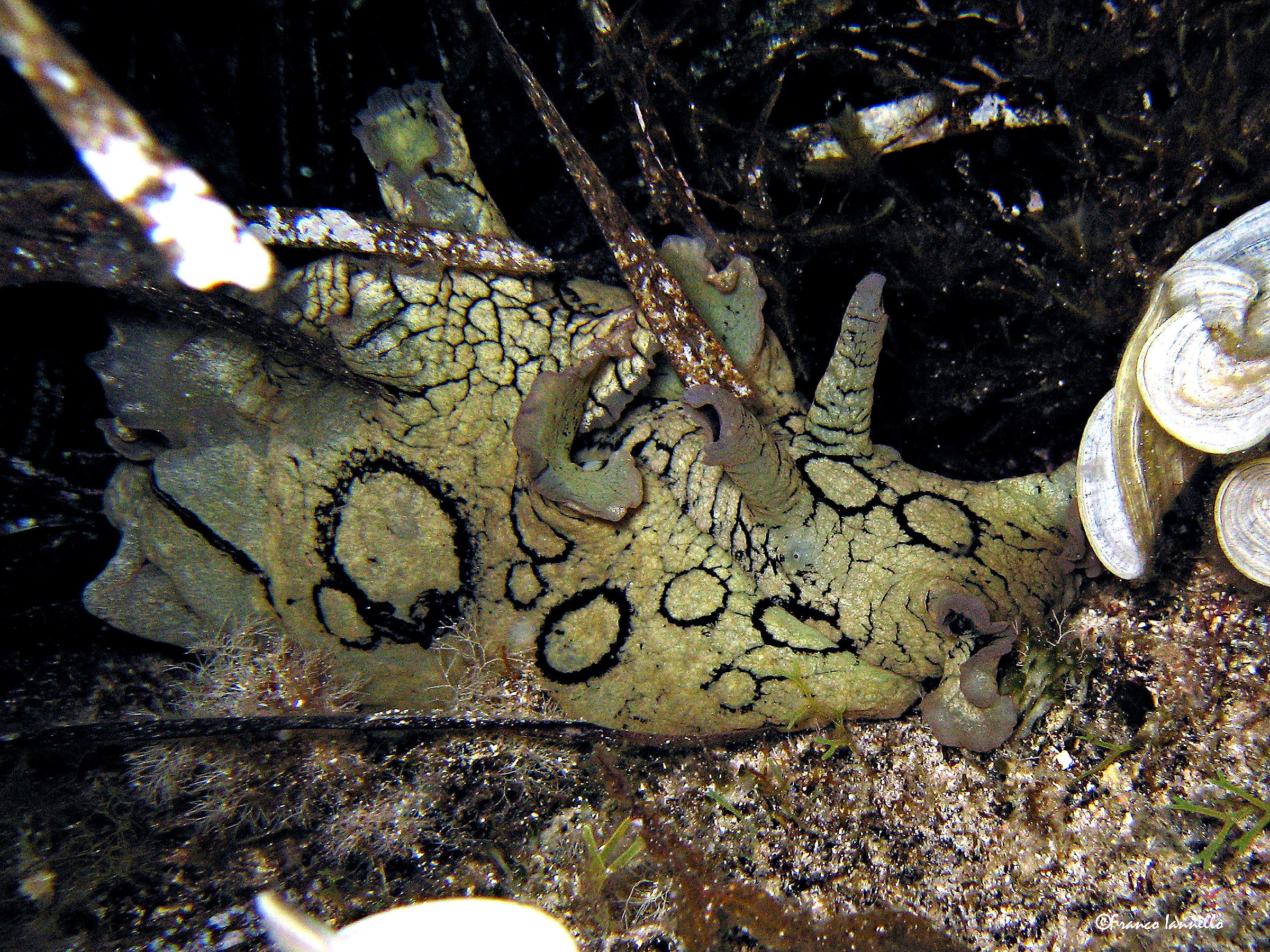 Aplysia dagli Anelli