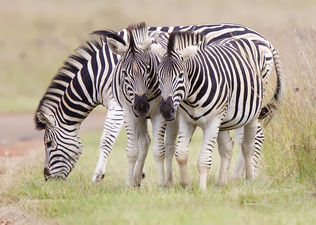 Zebra - Rietvlei Dam