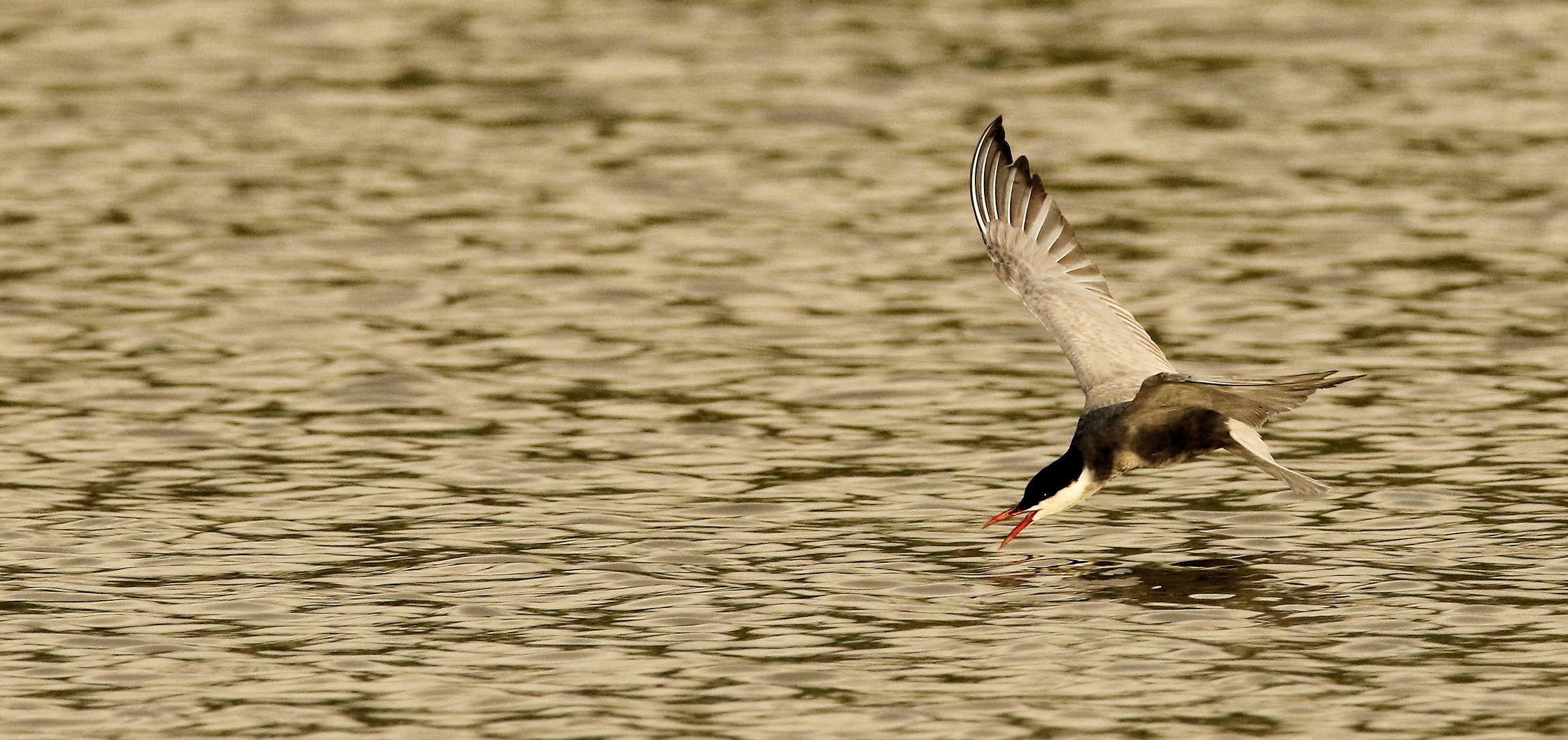 whiskered tern