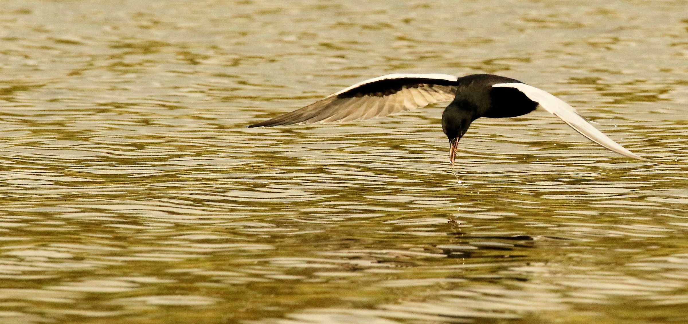 White-winged Tern