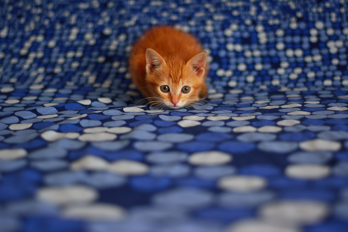 Camilla - Pomezia 20160428