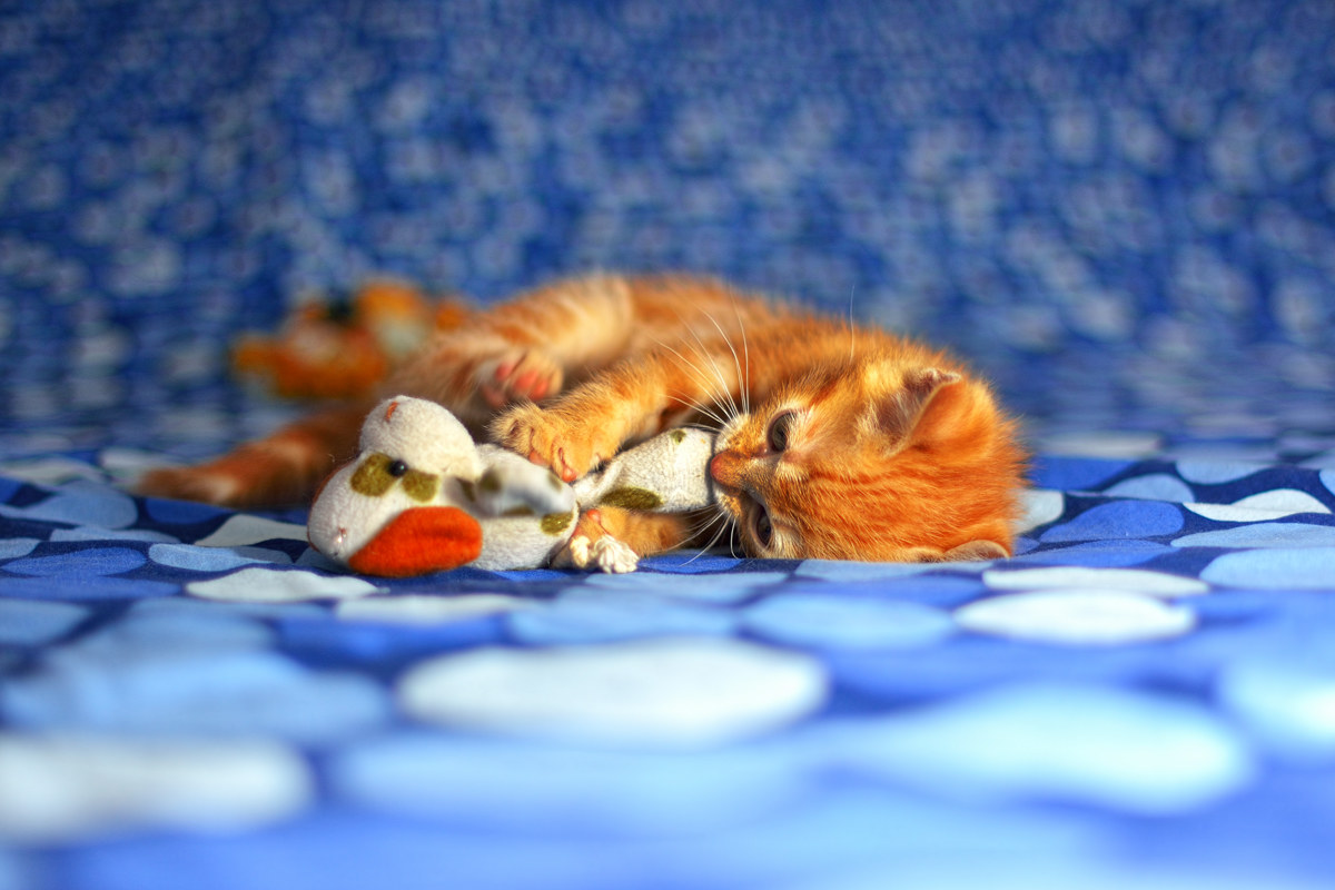 Camilla - Pomezia 20160428