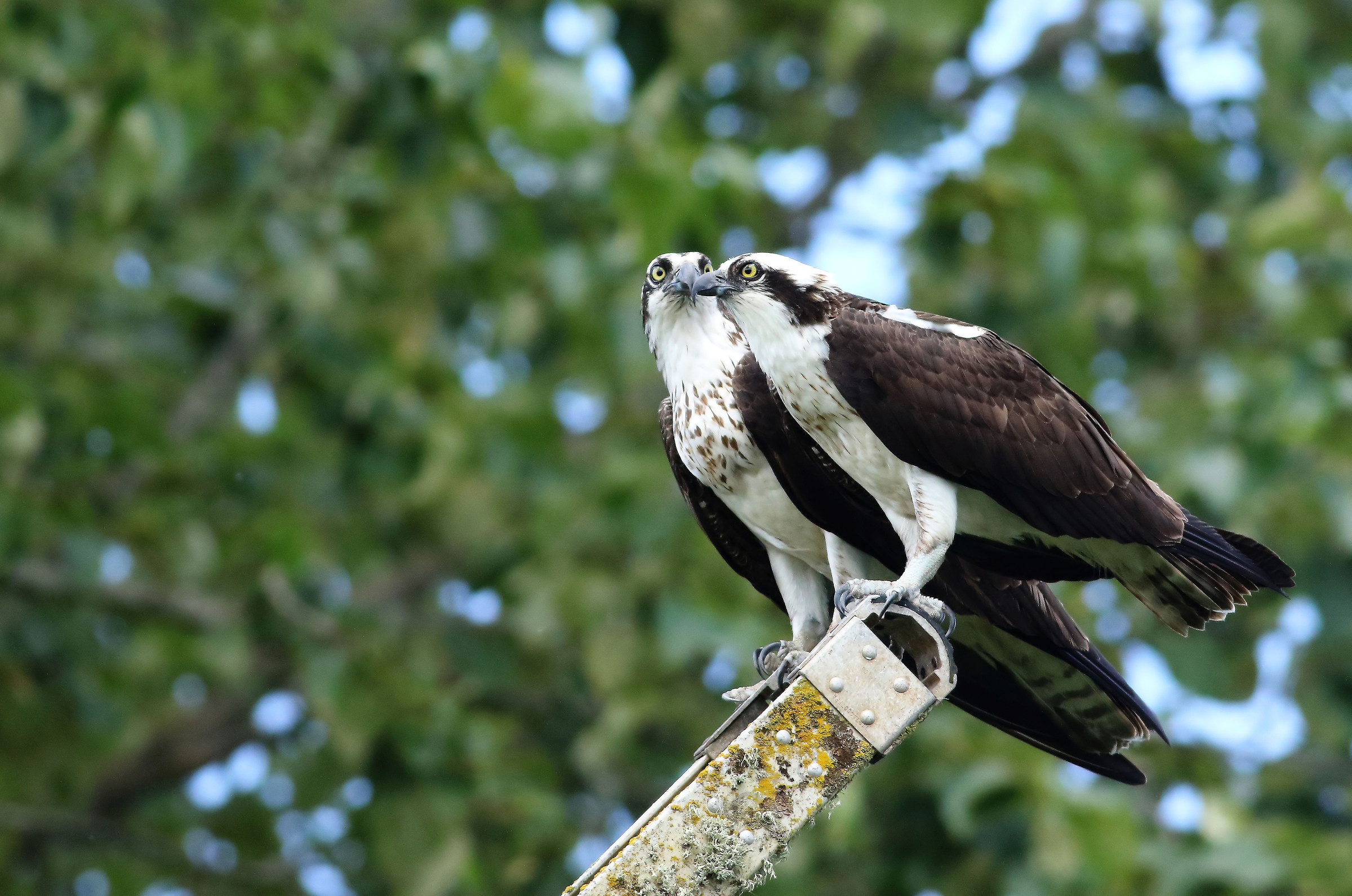 L'Assemblea dei becchi