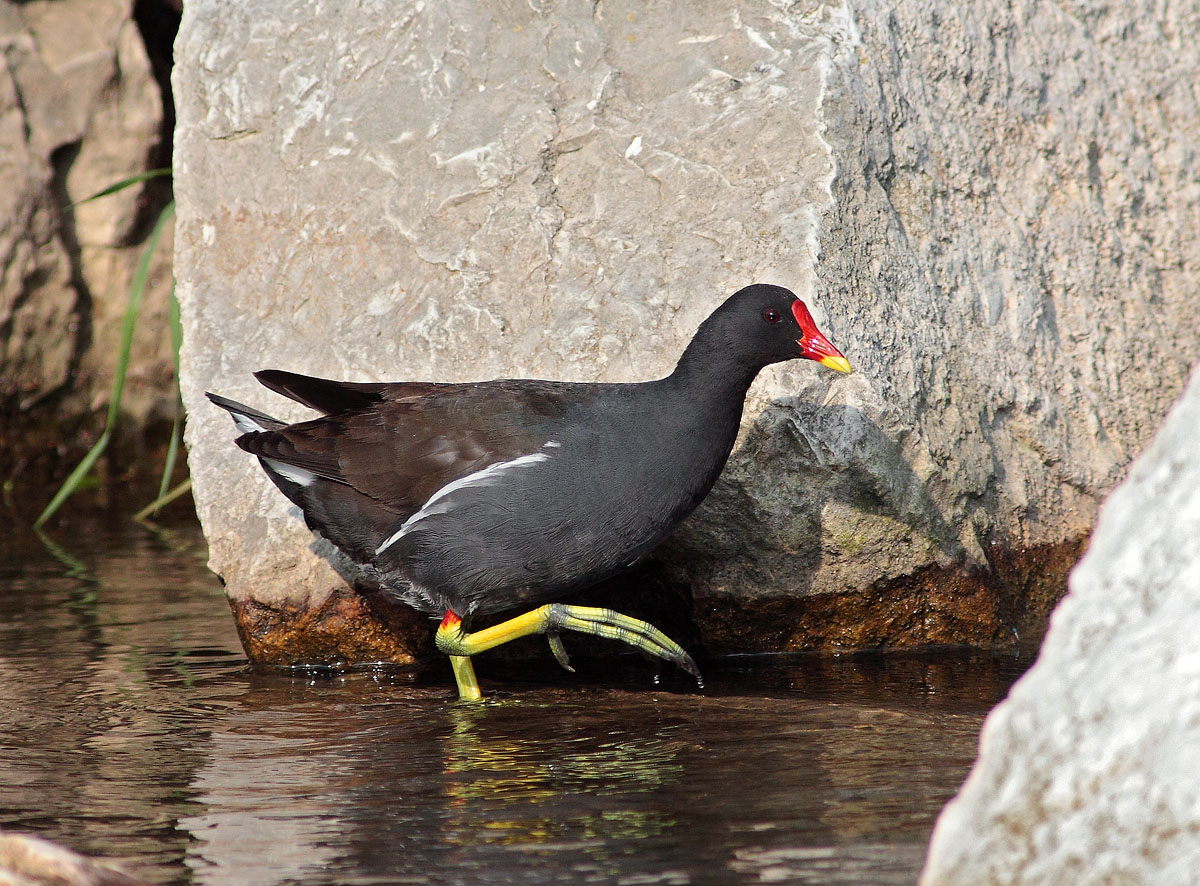Moorhen