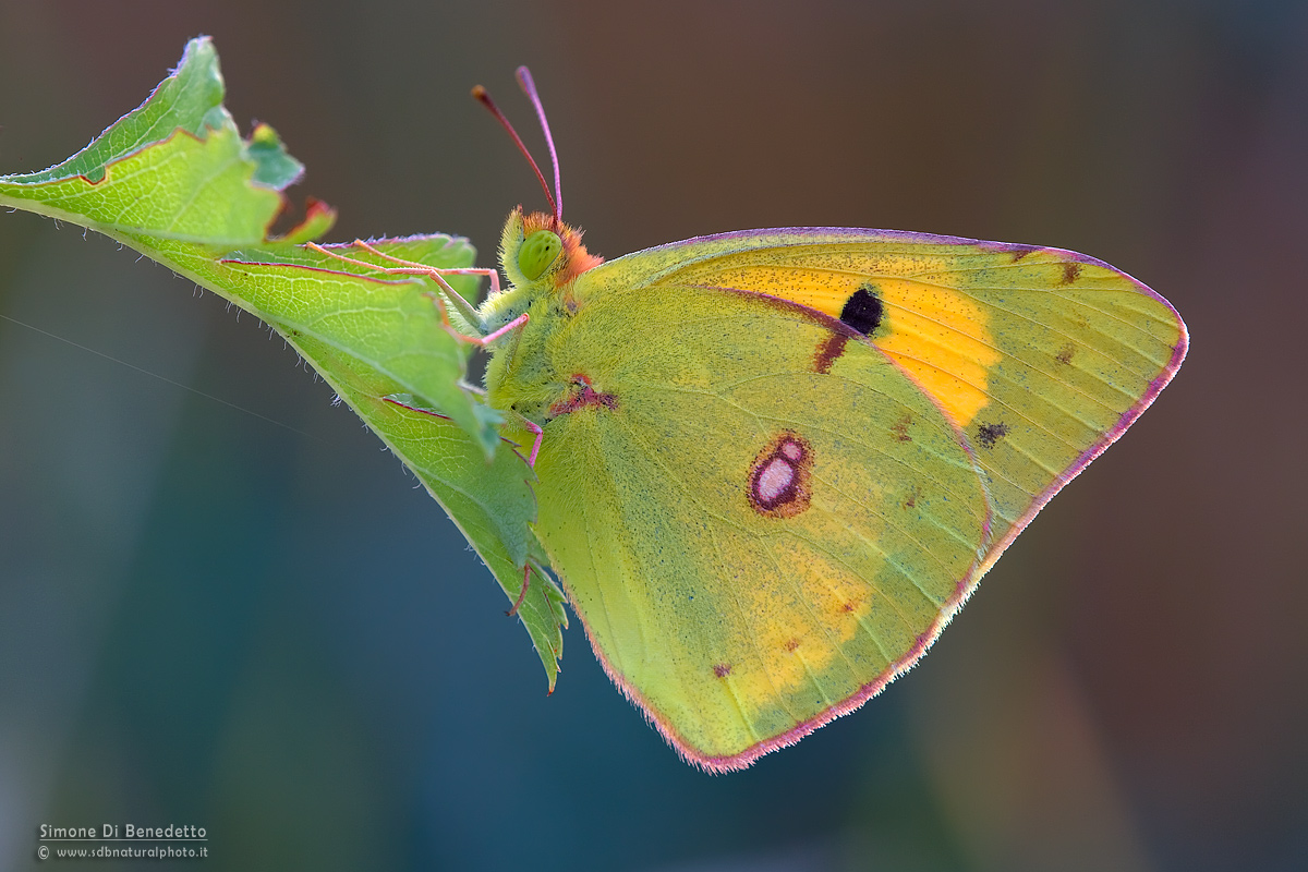 Colias croceus