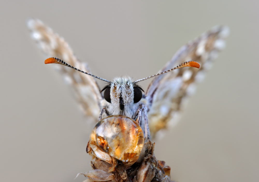 La sfera di cristallo
