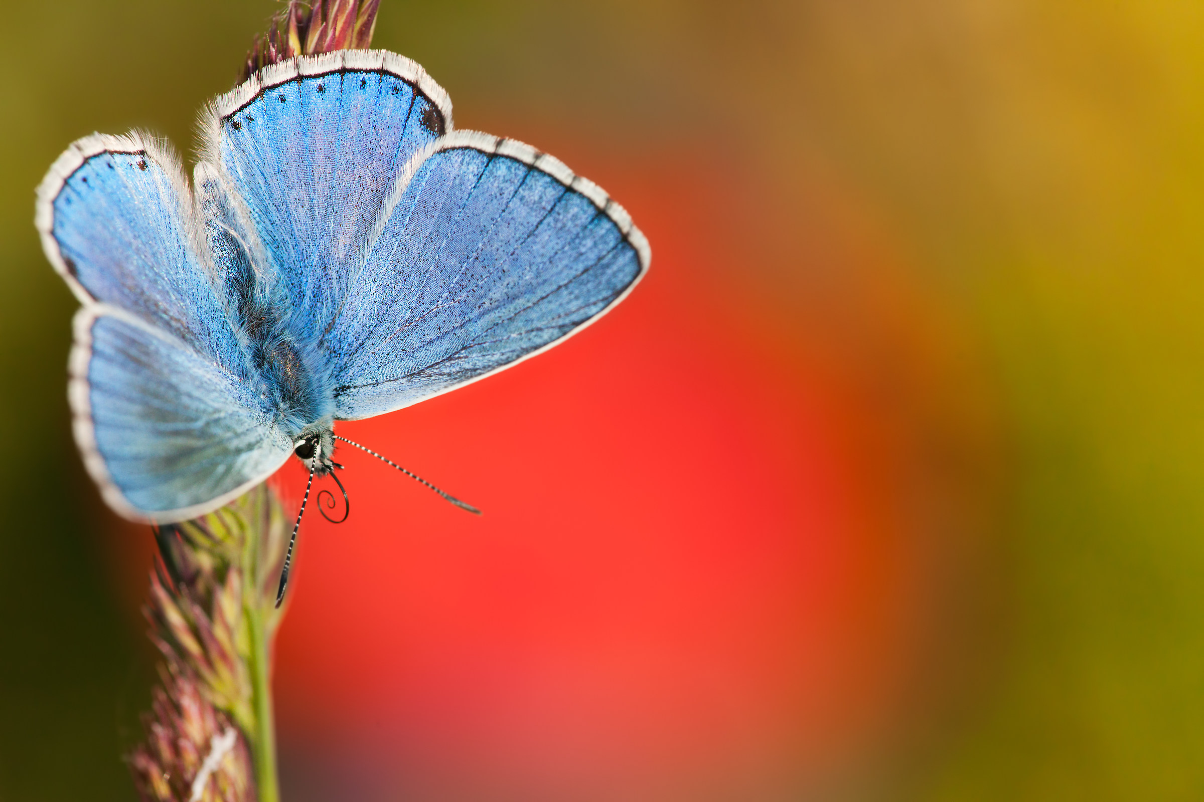 Linguaccia prima di volar via