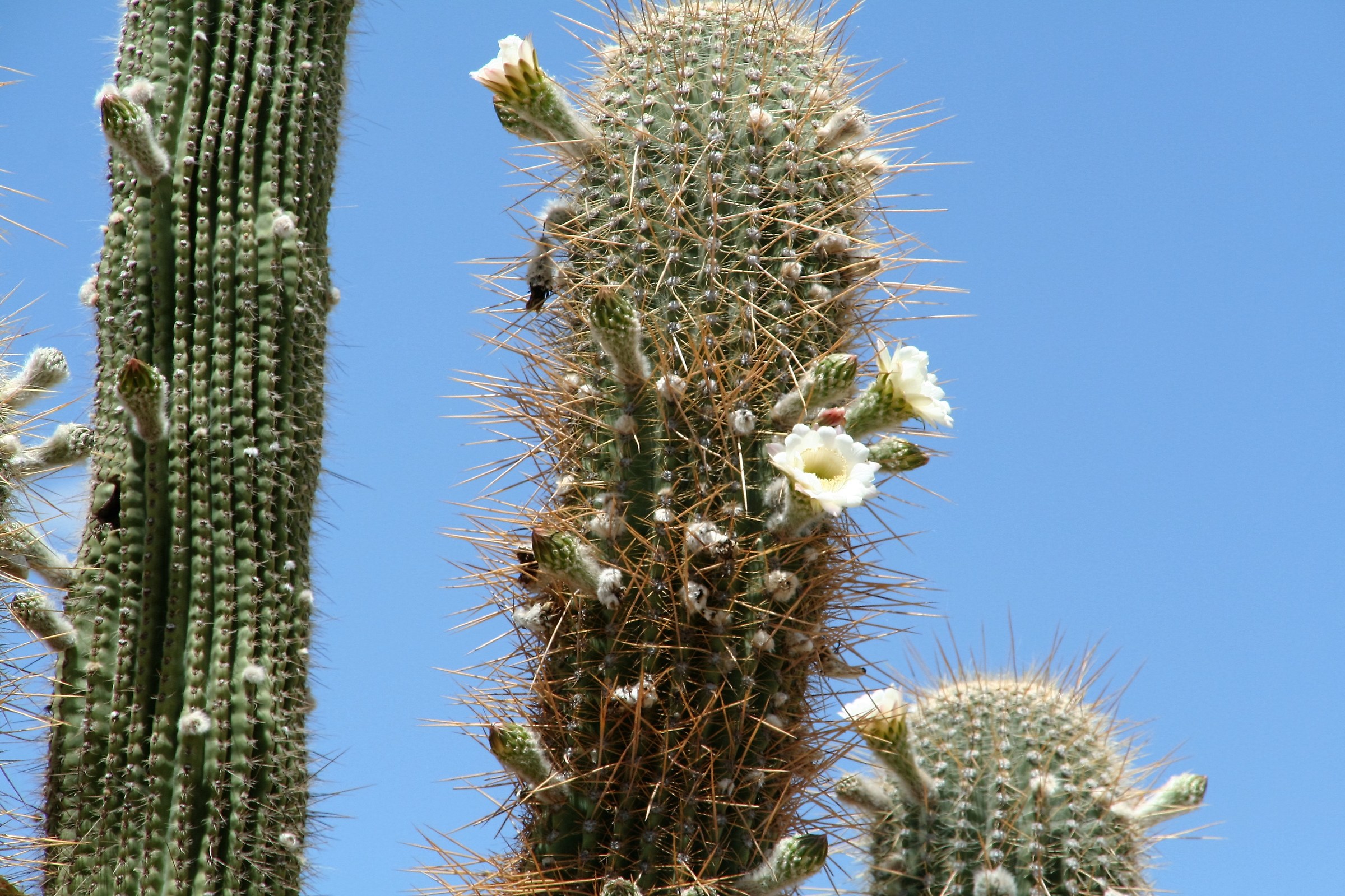 Argentina Cactus in bloom