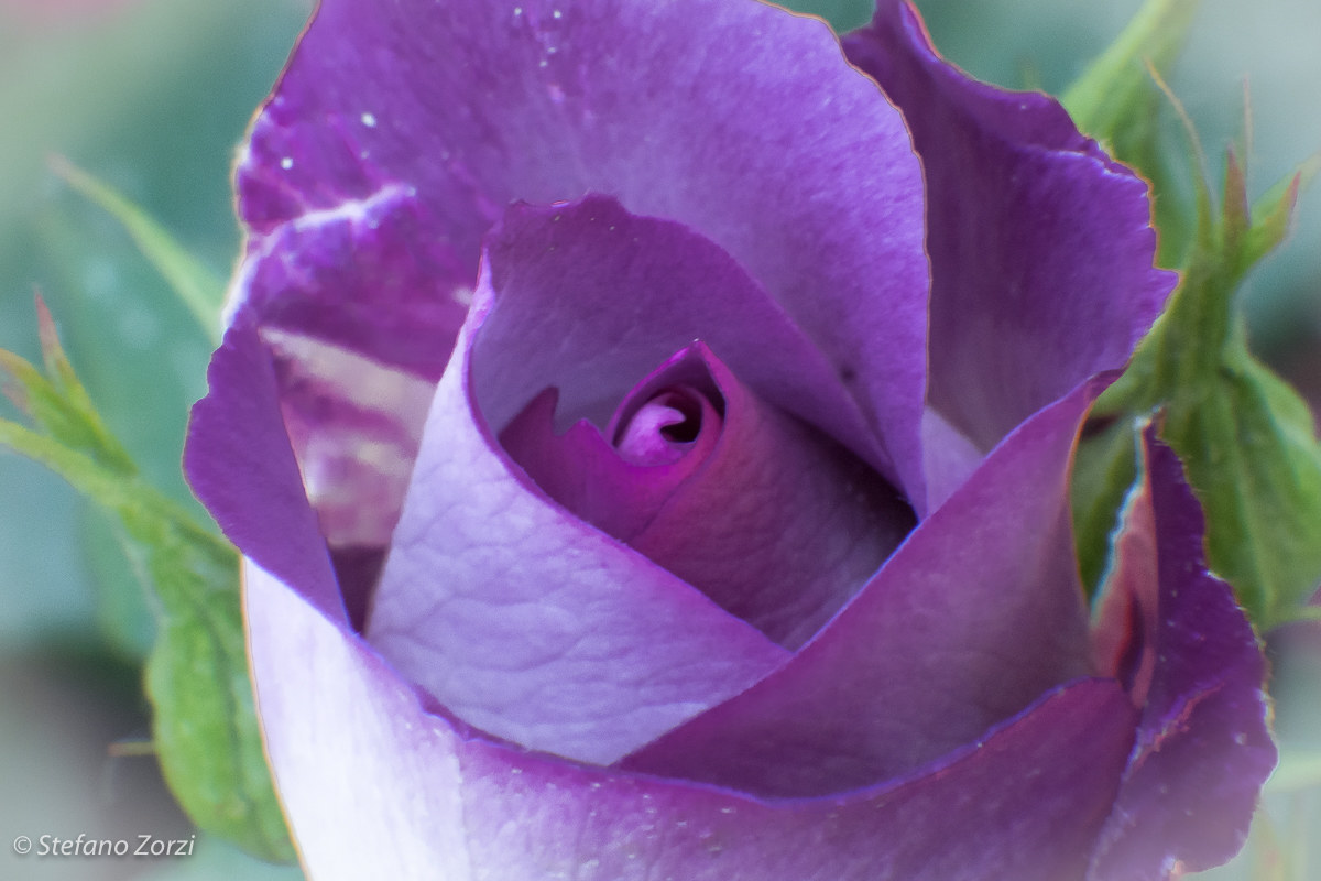 Purple Rose