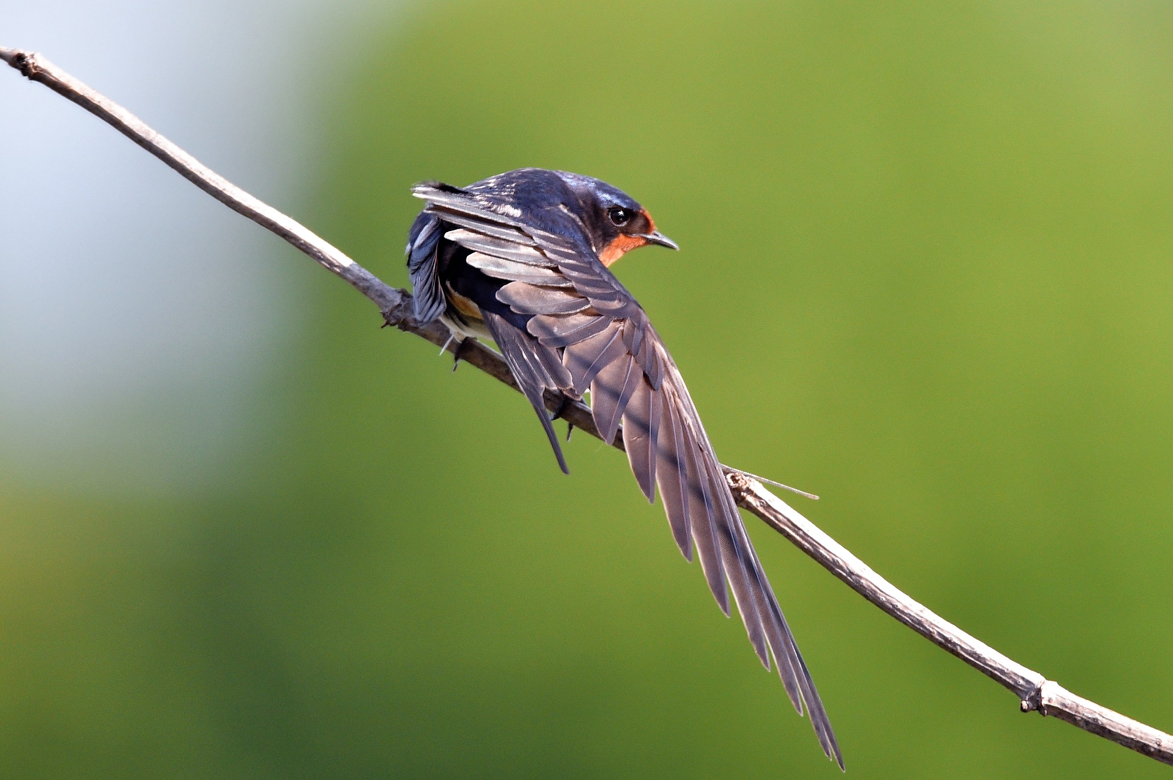 Swallow sgranchisce wings