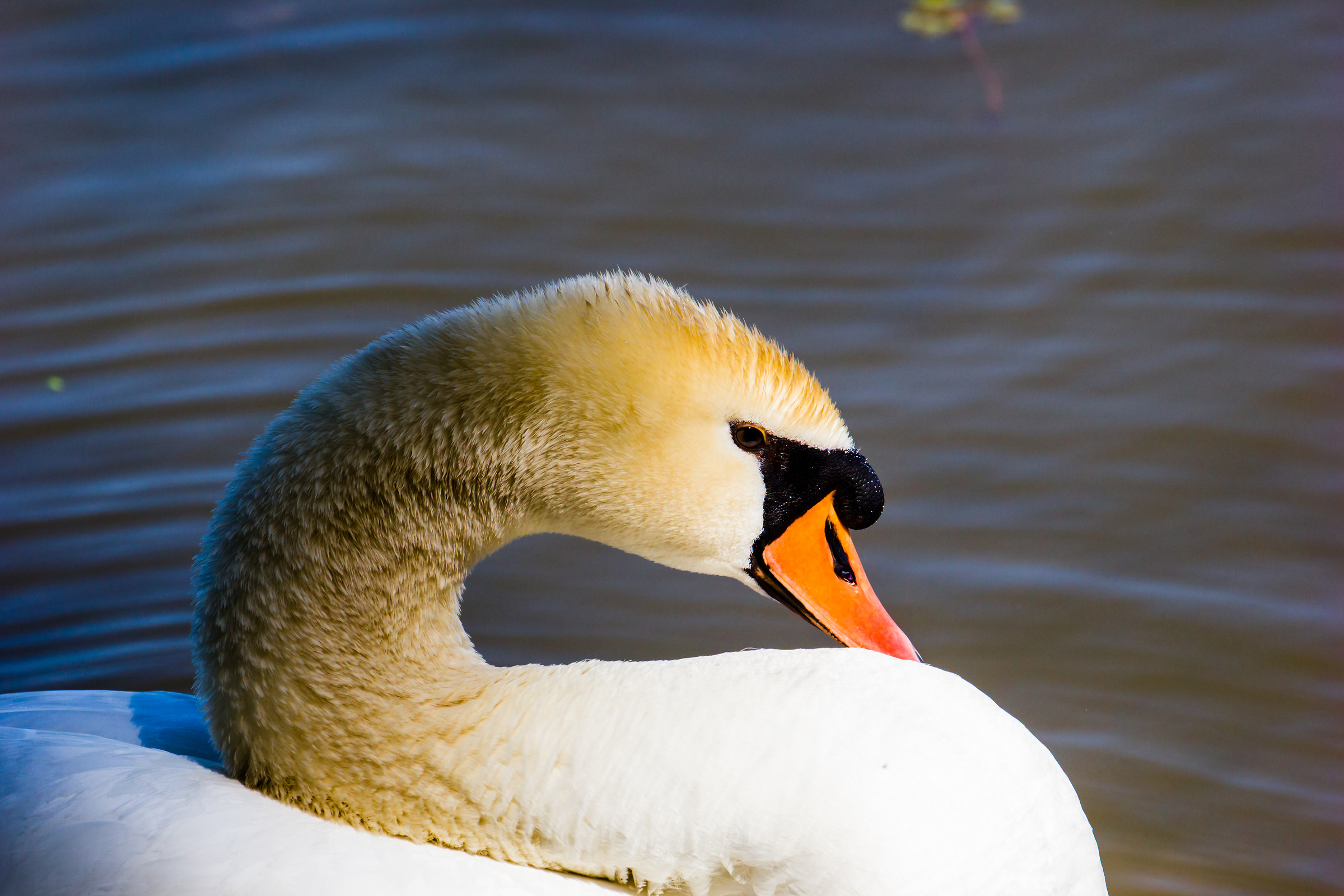 Cigno ripreso dal sole