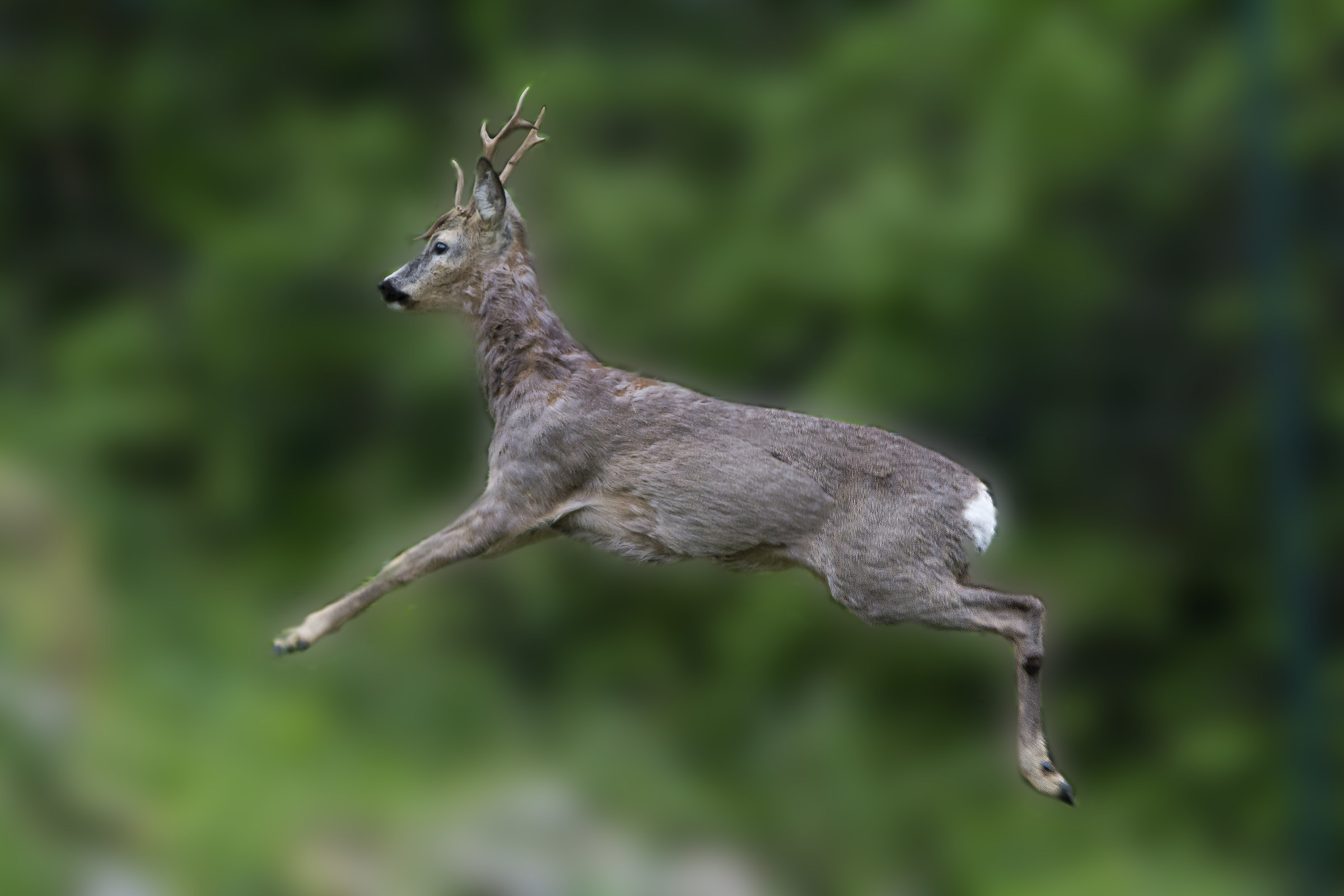 capriolo in volo