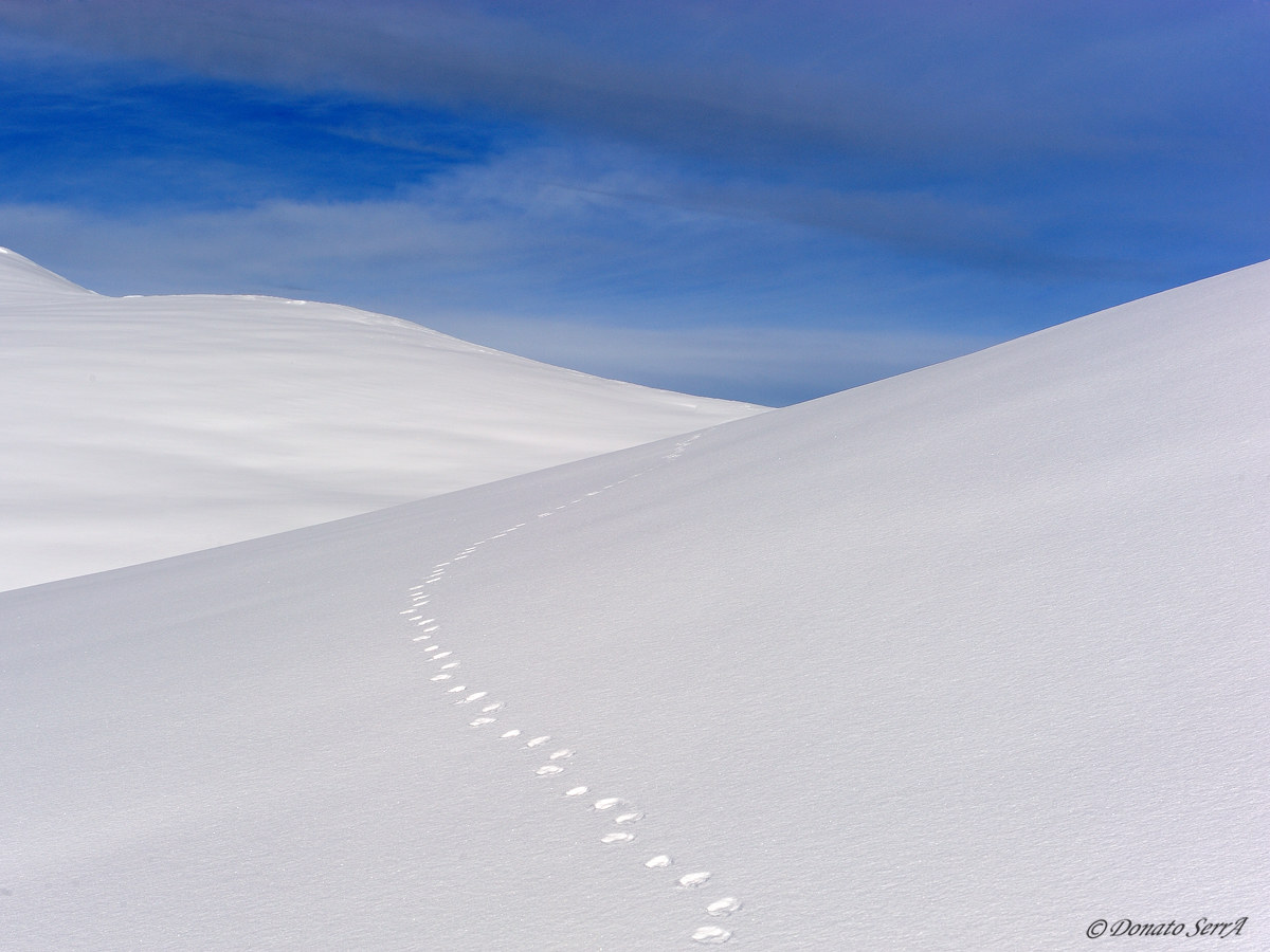 Tracks in the snow