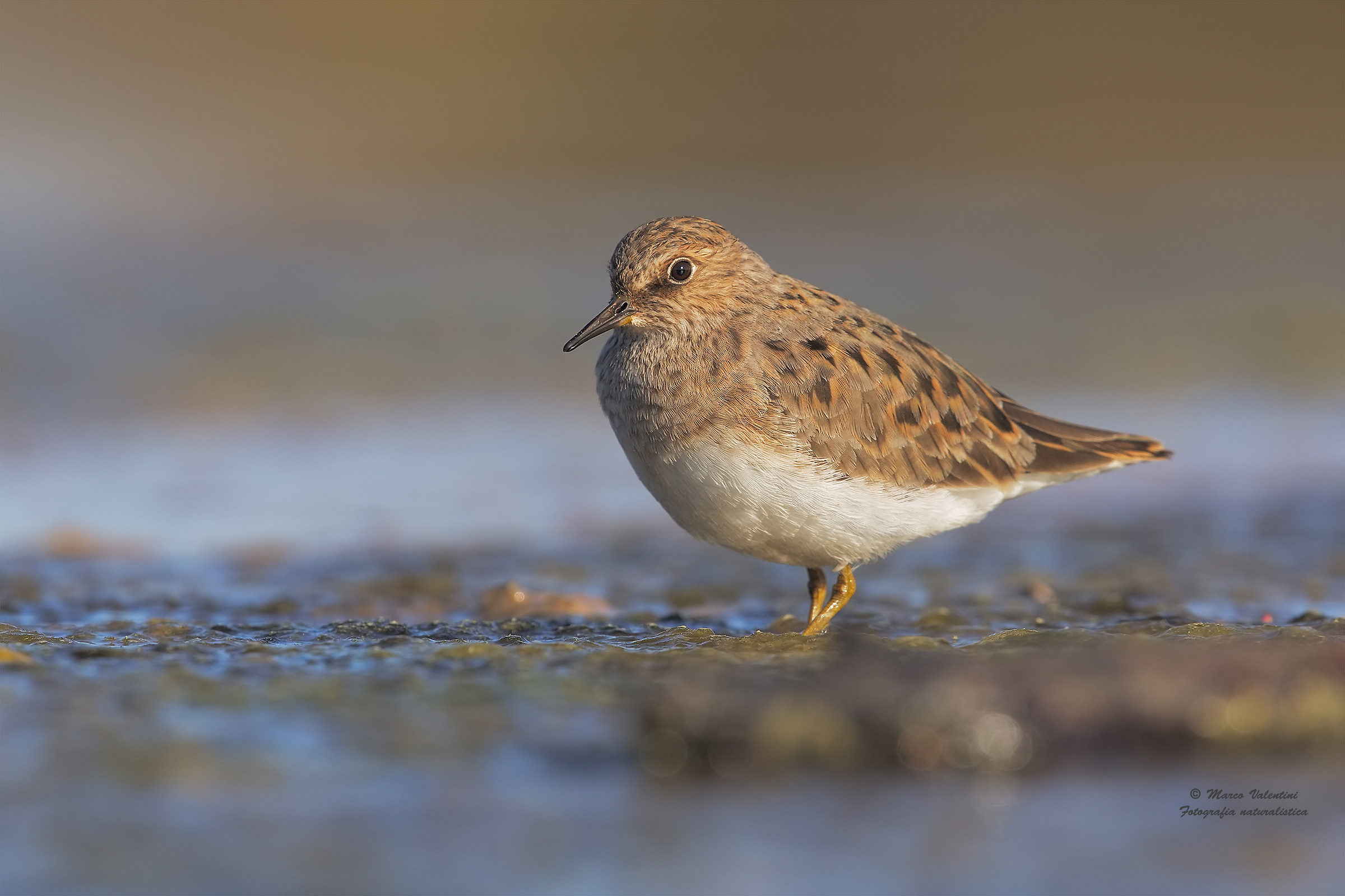 Temminck's Stint
