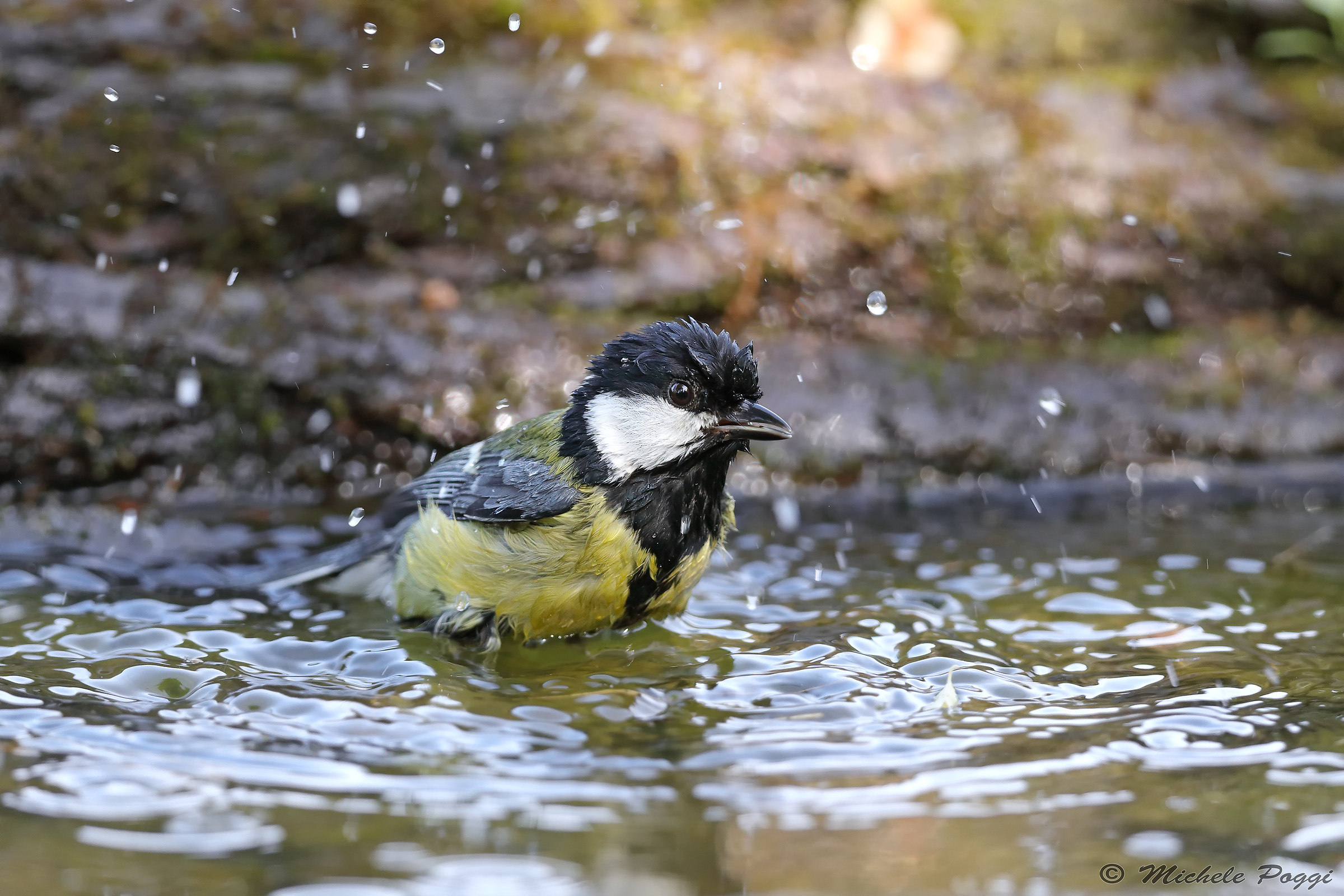 Great Tit