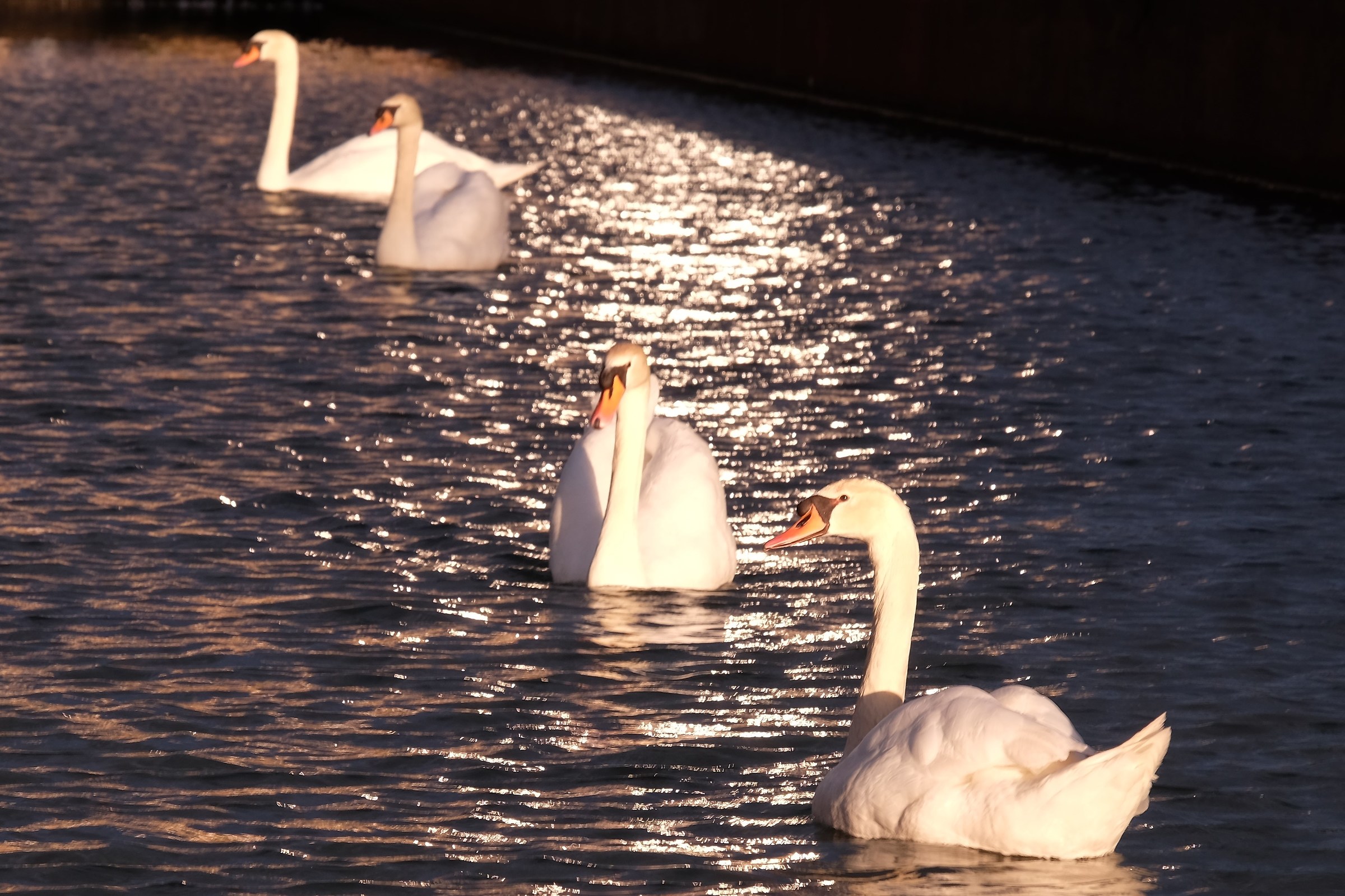 Swans Reggia Venaria