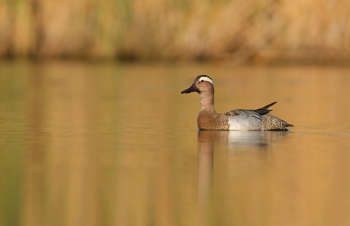 garganey