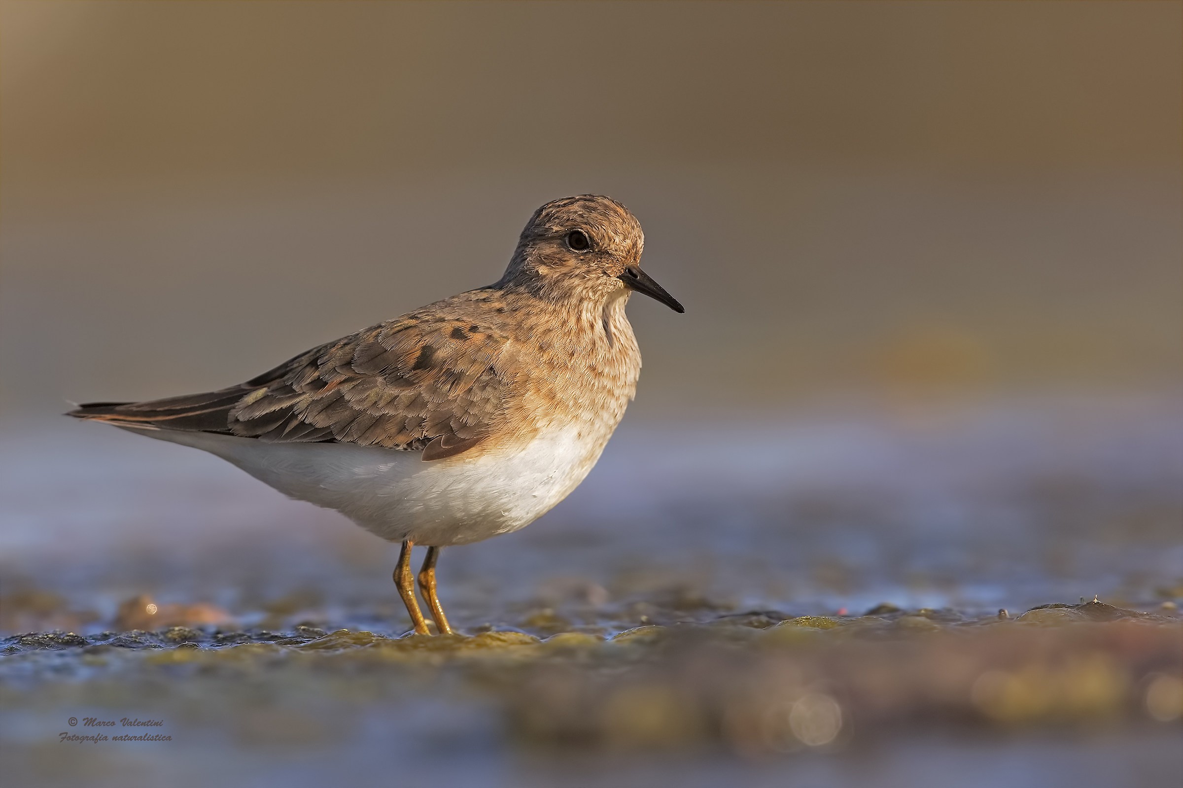 Temminck's Stint