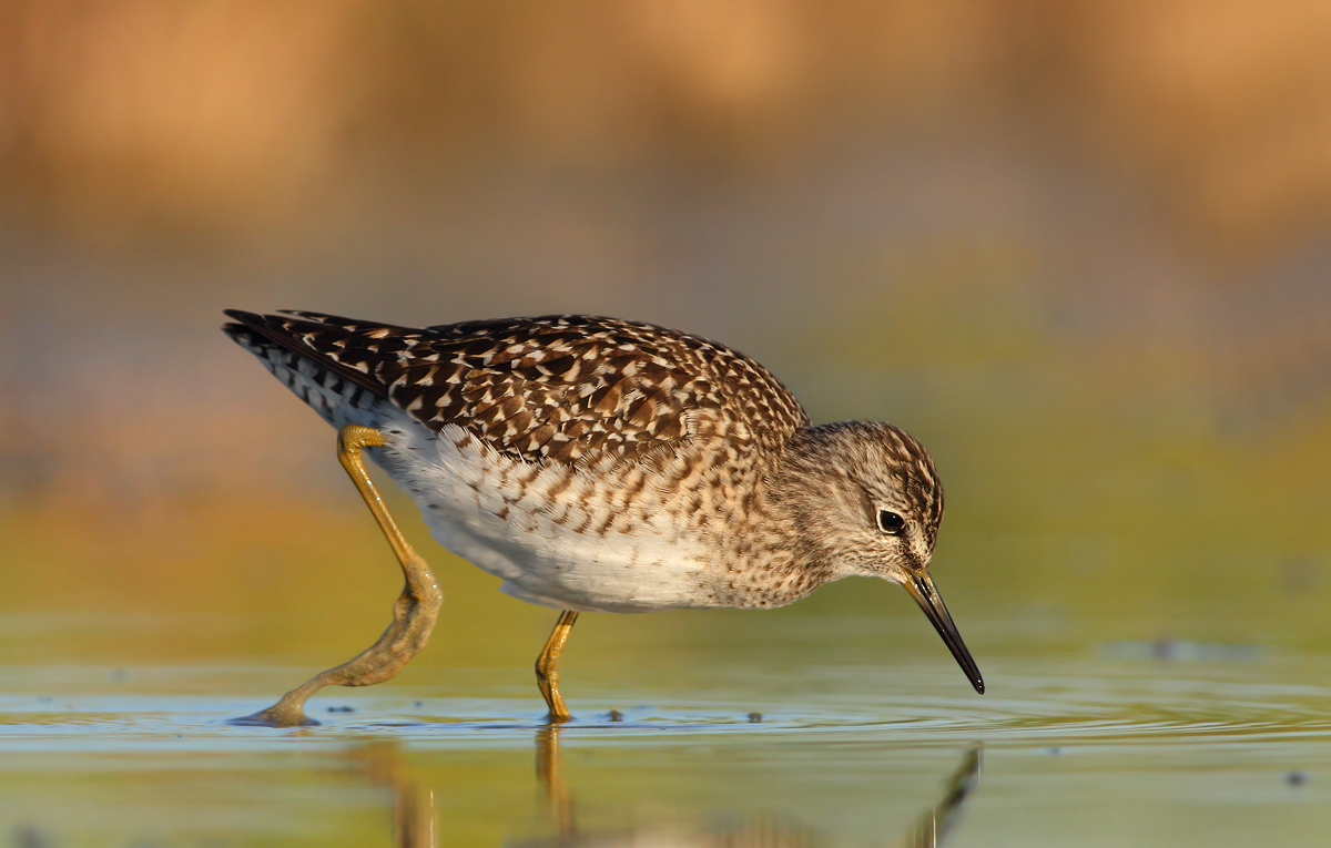 Wood Sandpiper