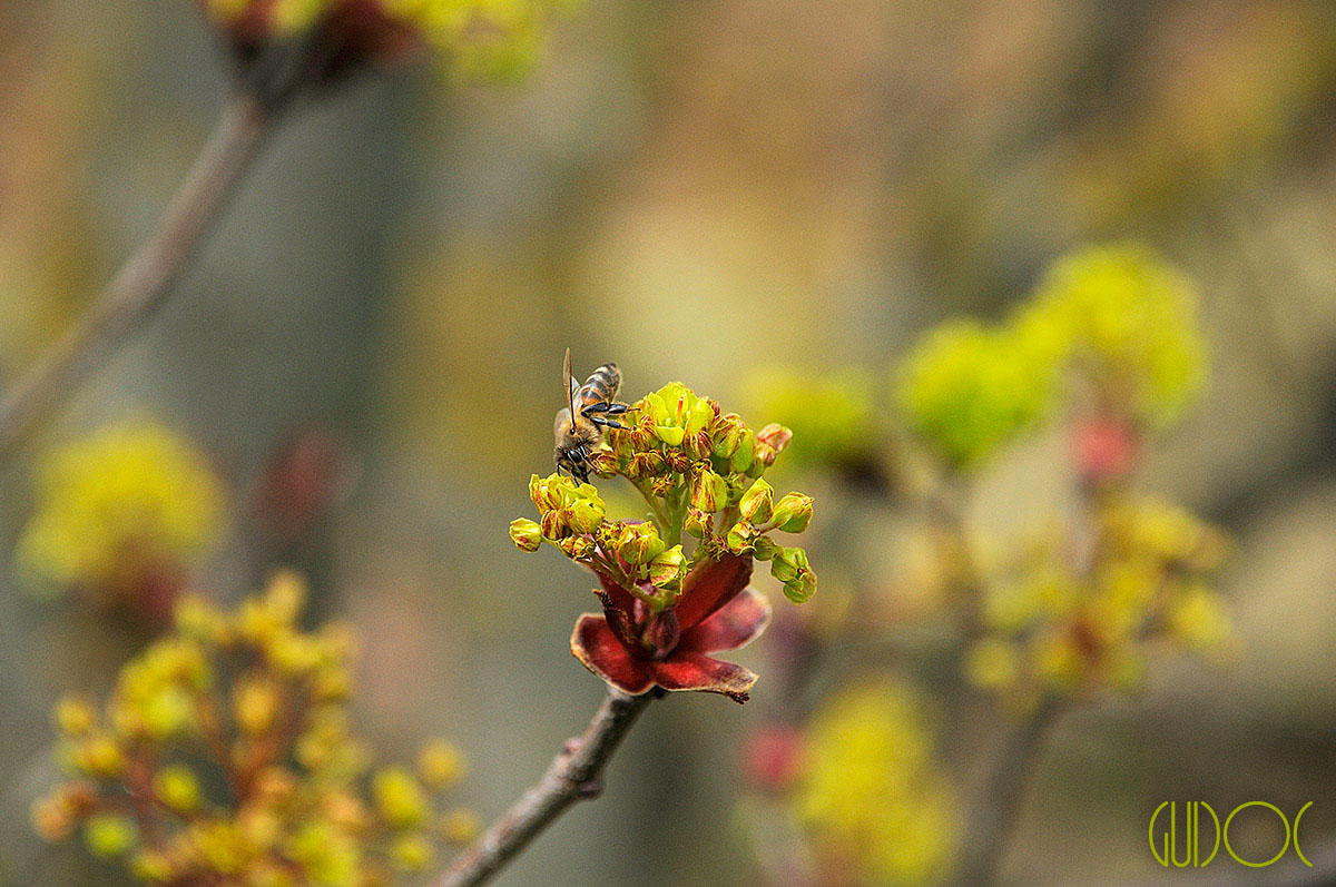 Ape su infiorescenza acero rosso