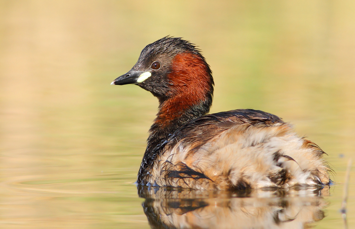 Little grebe
