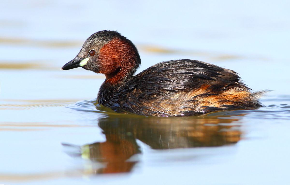Little grebe