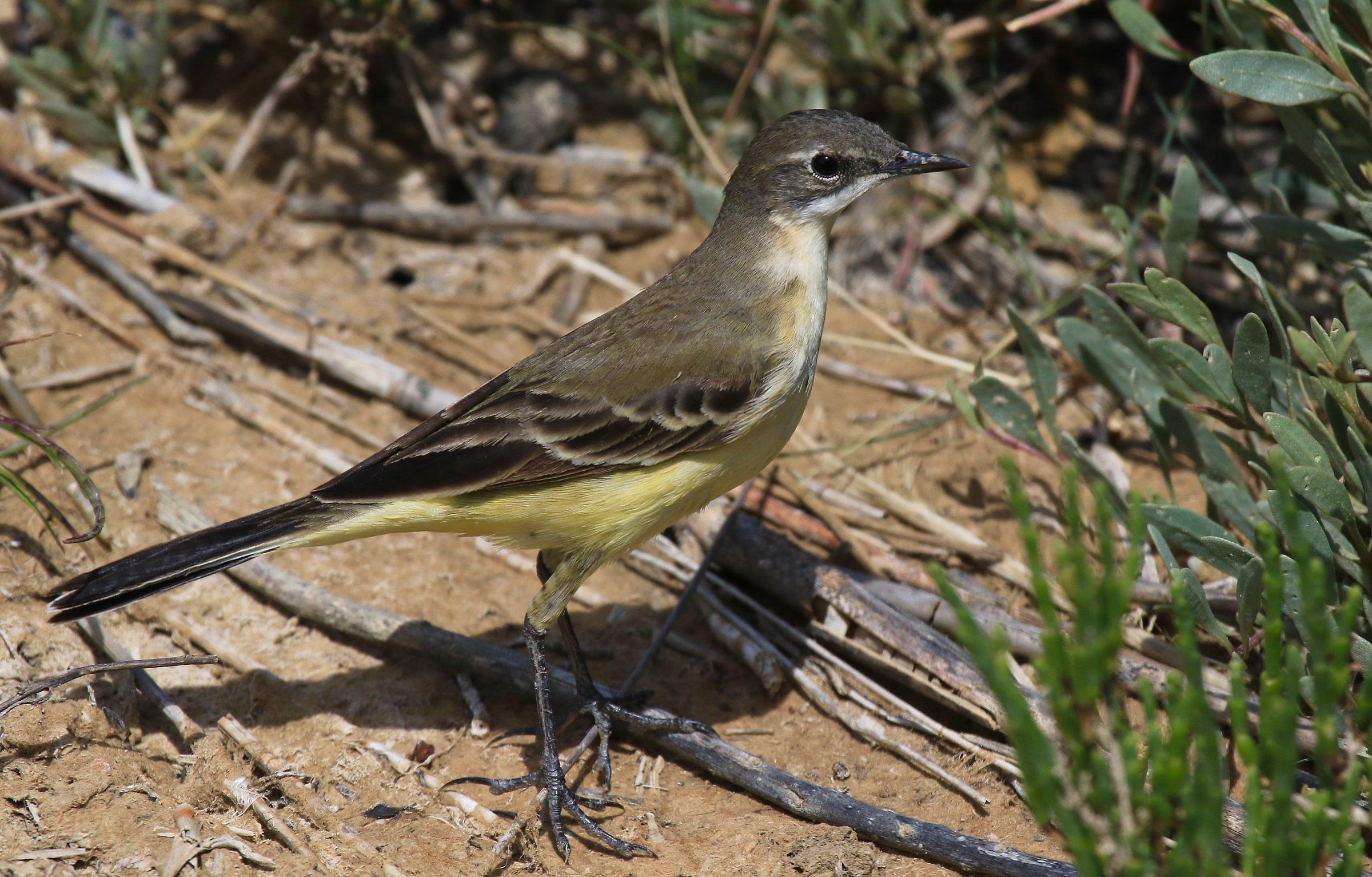 Yellow female dancer