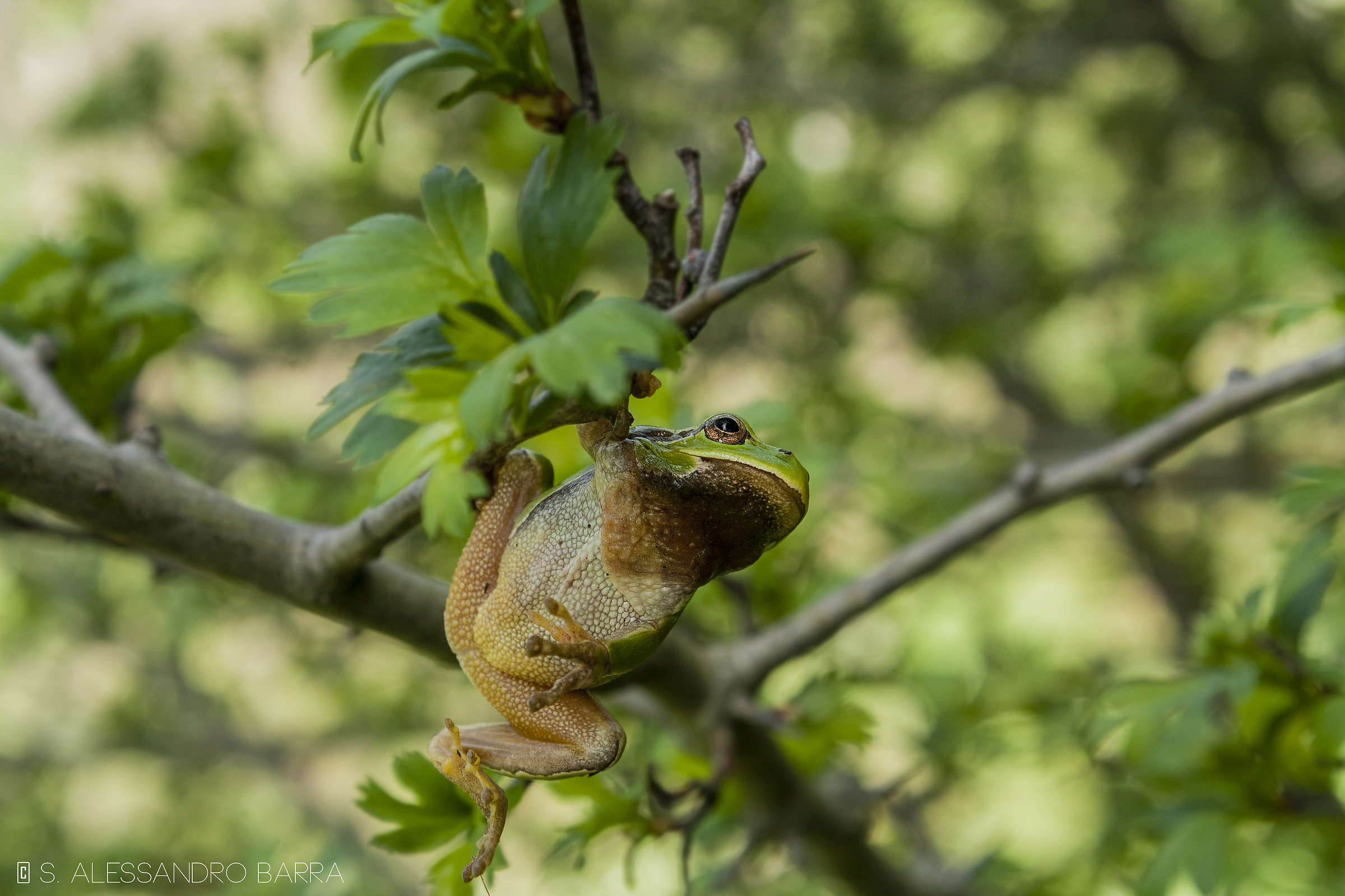 Hyla intermedia