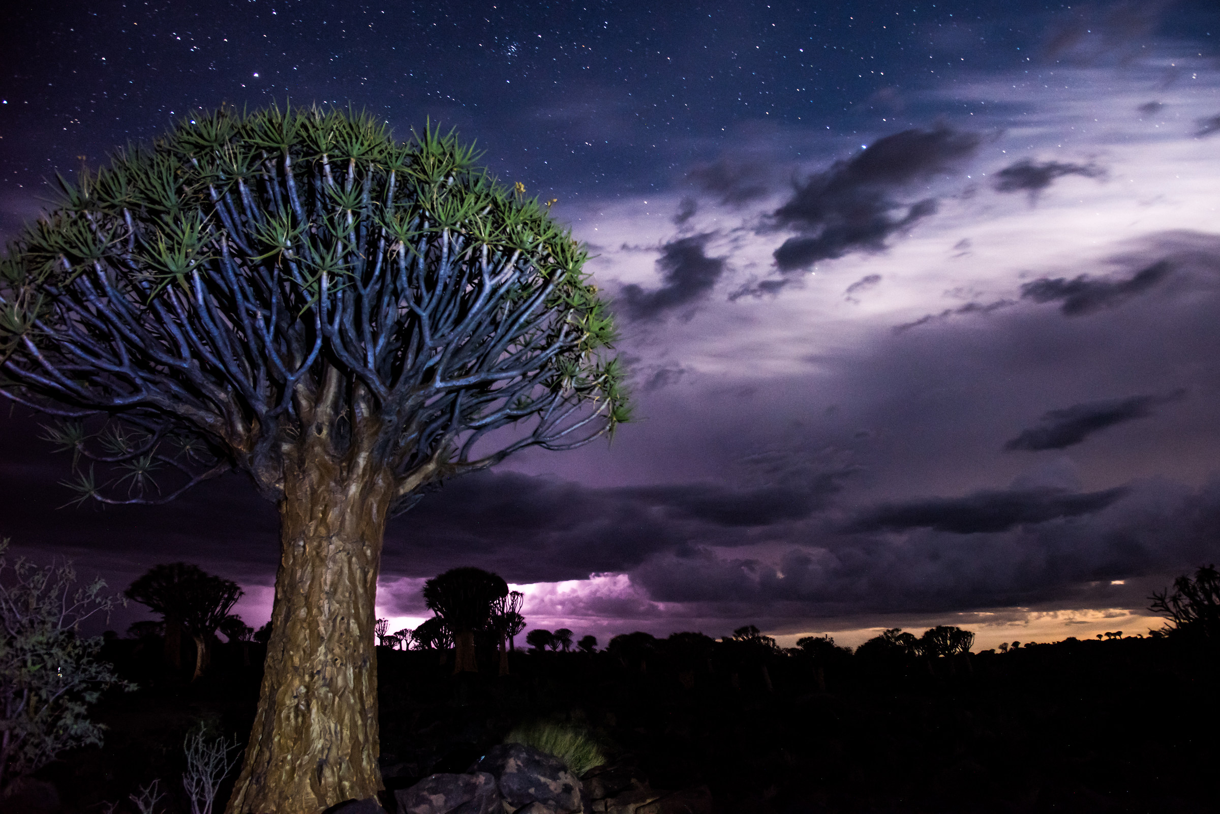 my quiver tree forest