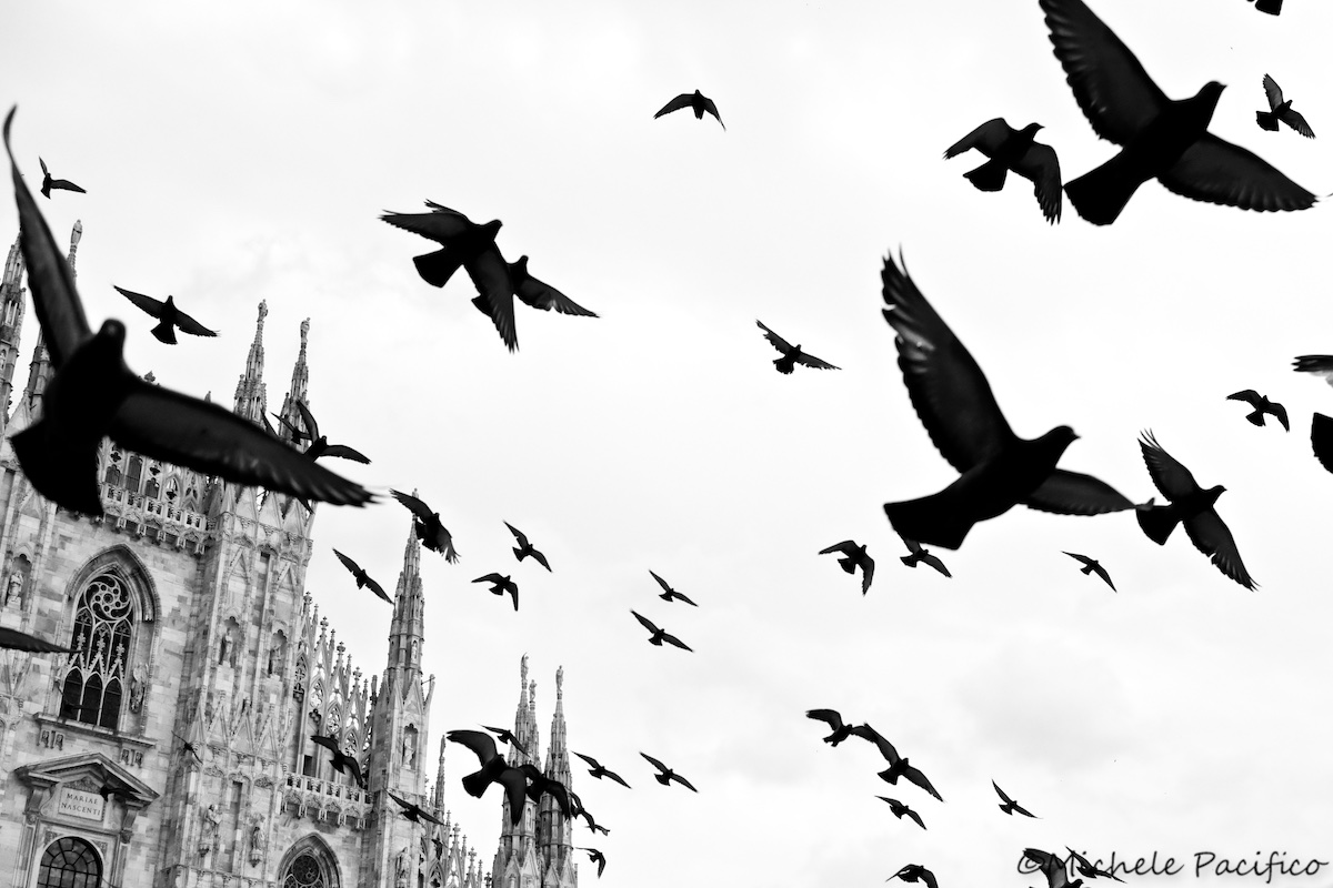 Duomo e piccioni
