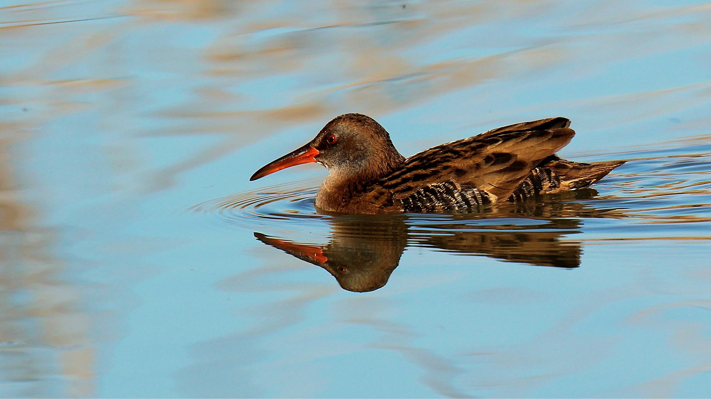 Water Rail