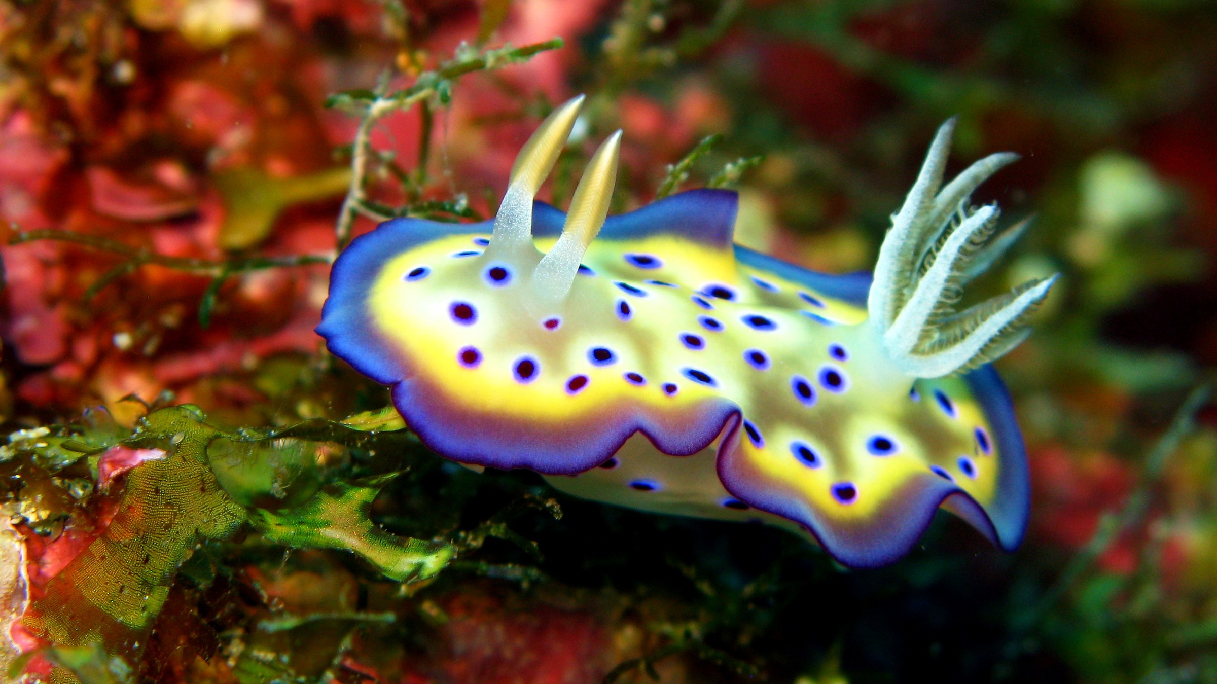 chromodoris kuniei