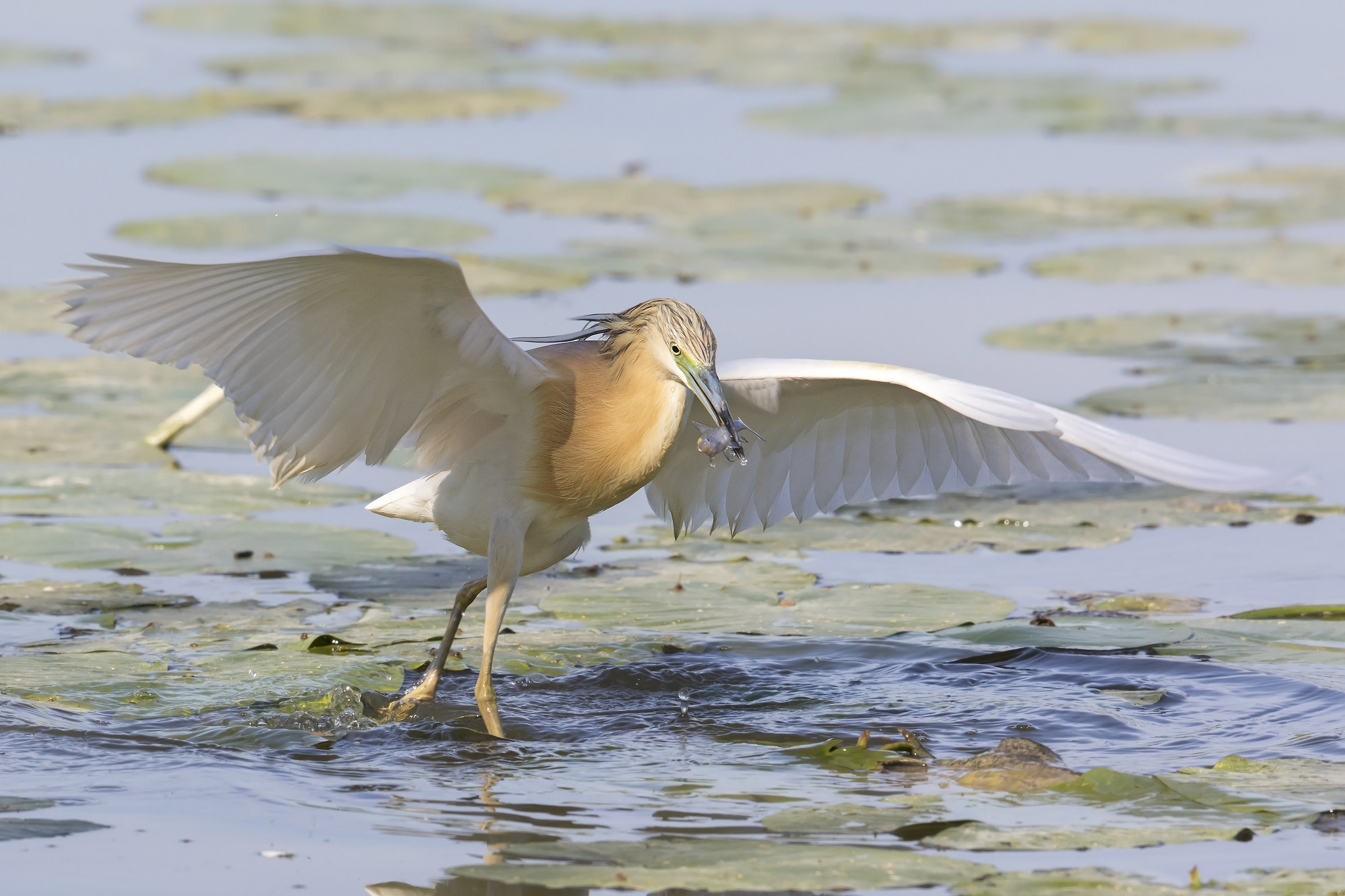 Sgarza ciuffetto all'attacco
