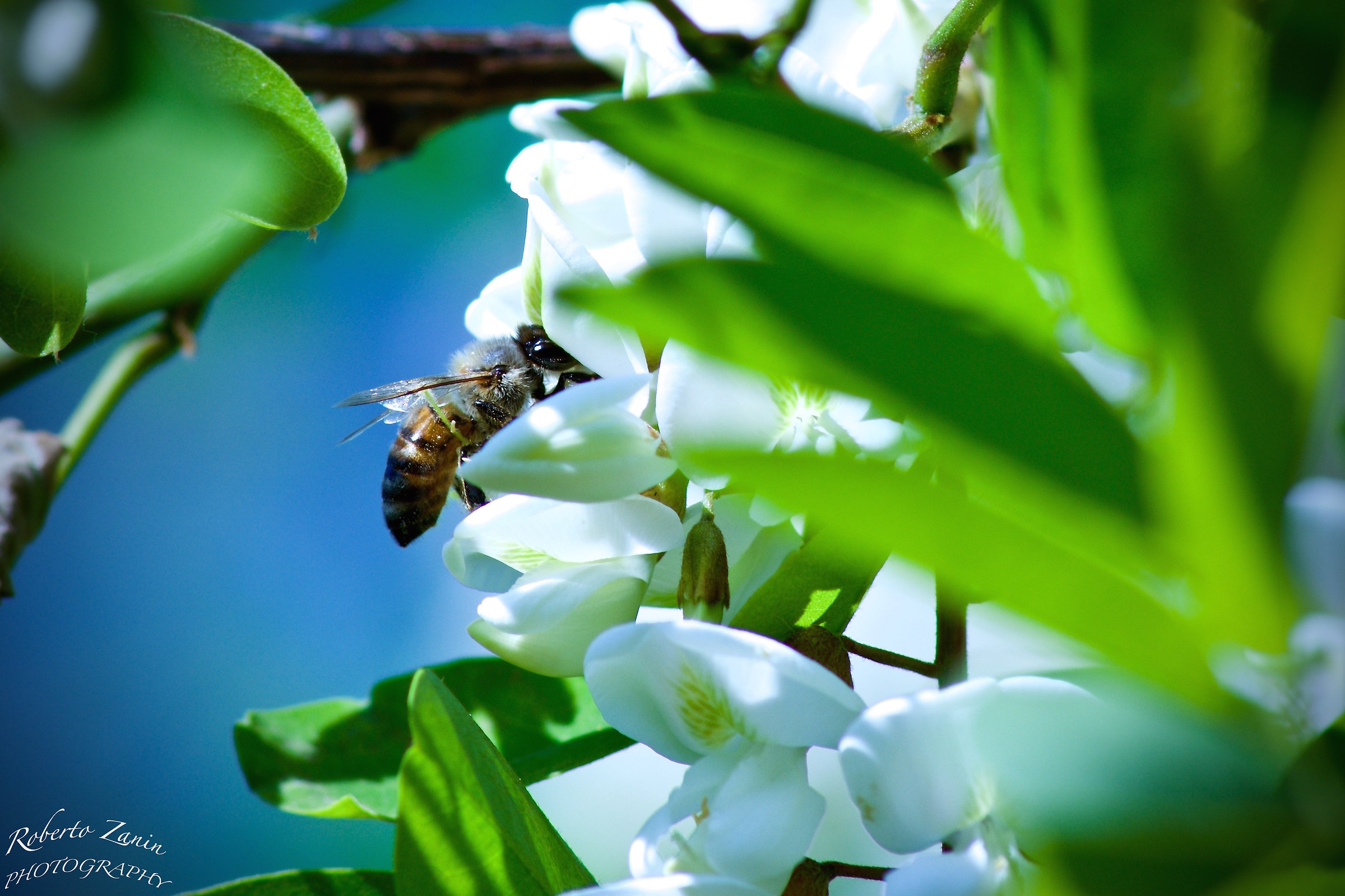 Among the locust trees in bloom ......