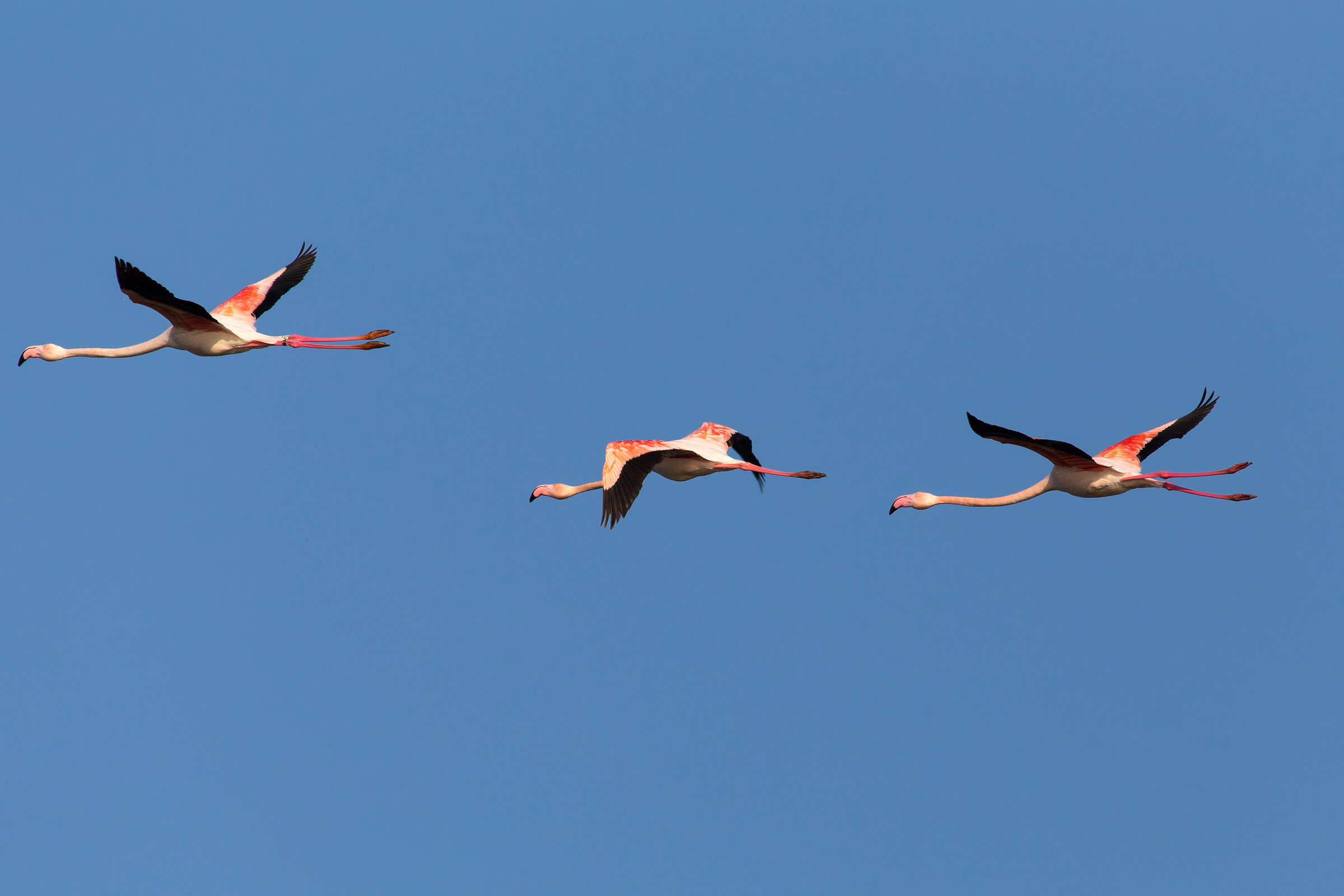 flying flamingos